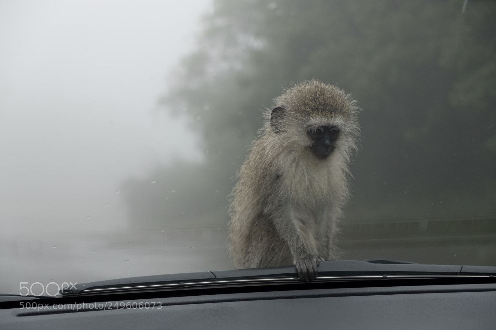 Fujifilm X-T2 sample photo. Hitch hiker - south photography