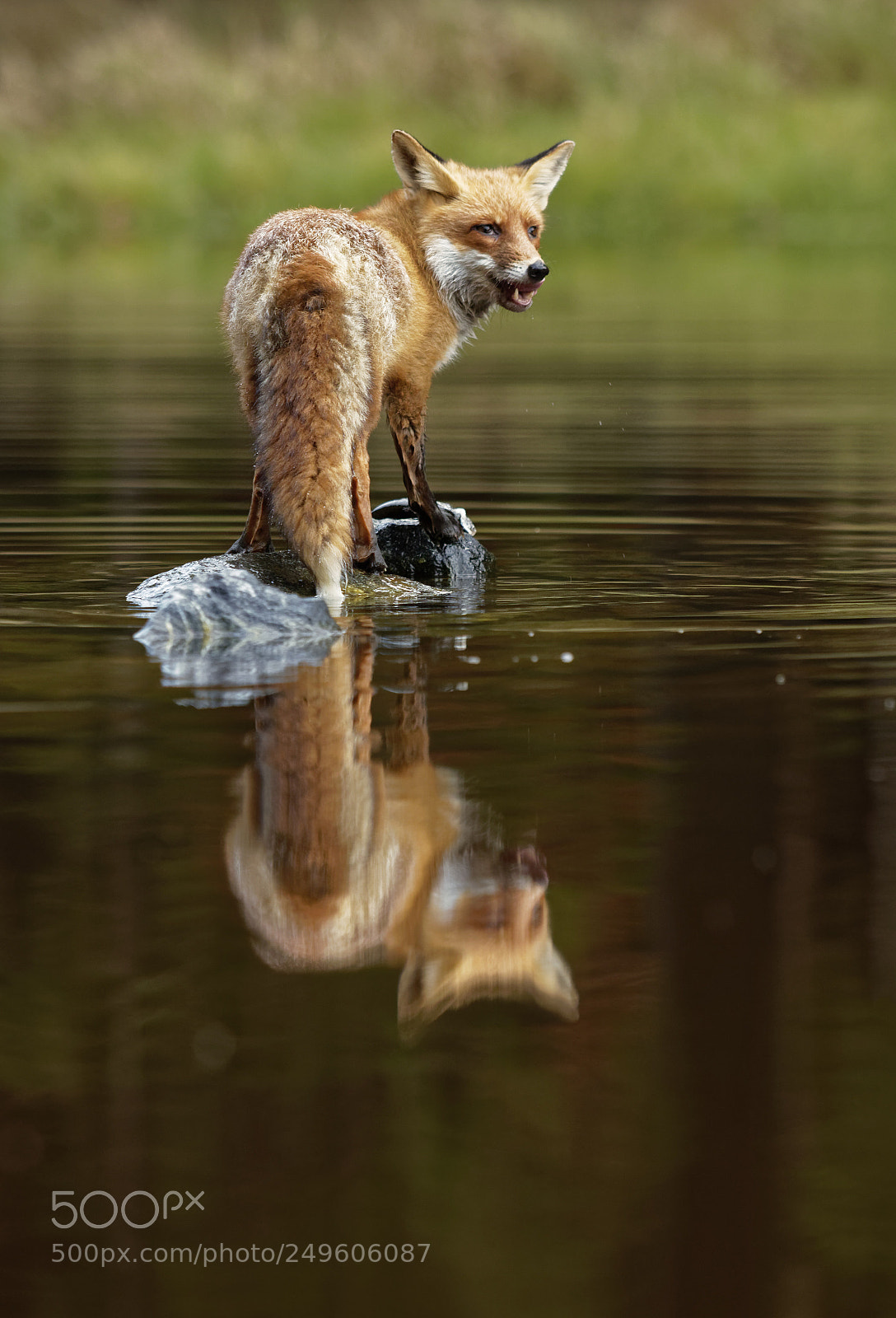 Canon EOS 7D Mark II sample photo. Red fox at the photography