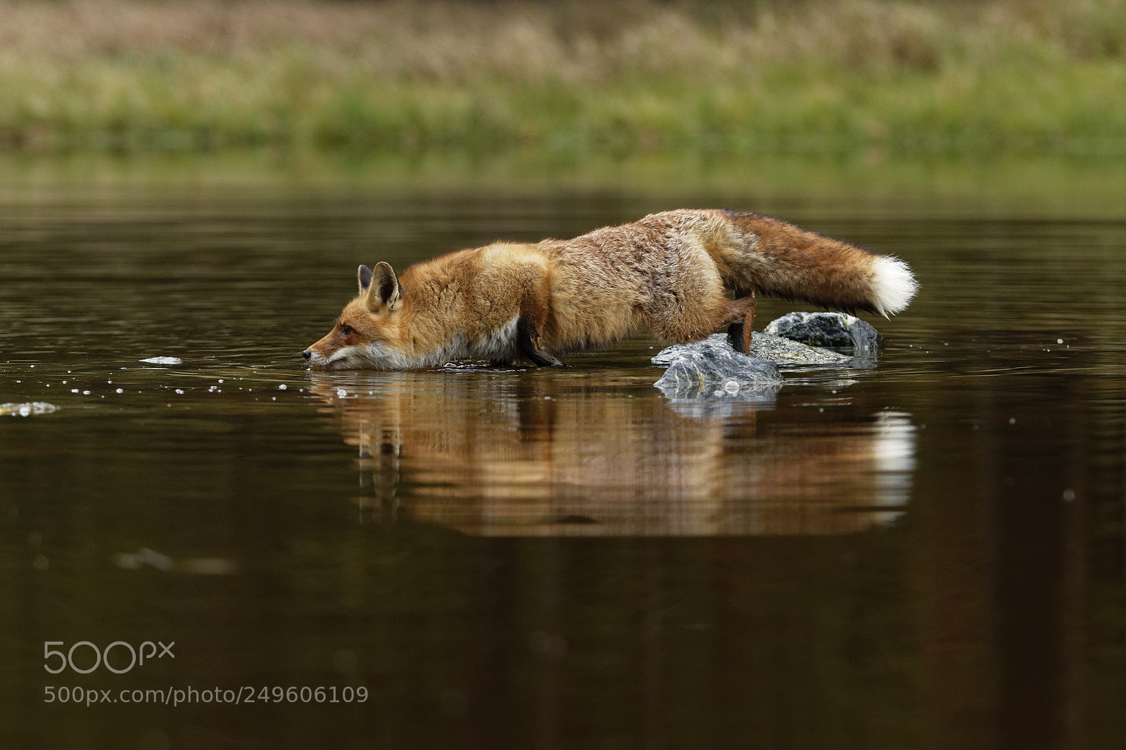 Canon EOS 7D Mark II sample photo. Red fox at the photography