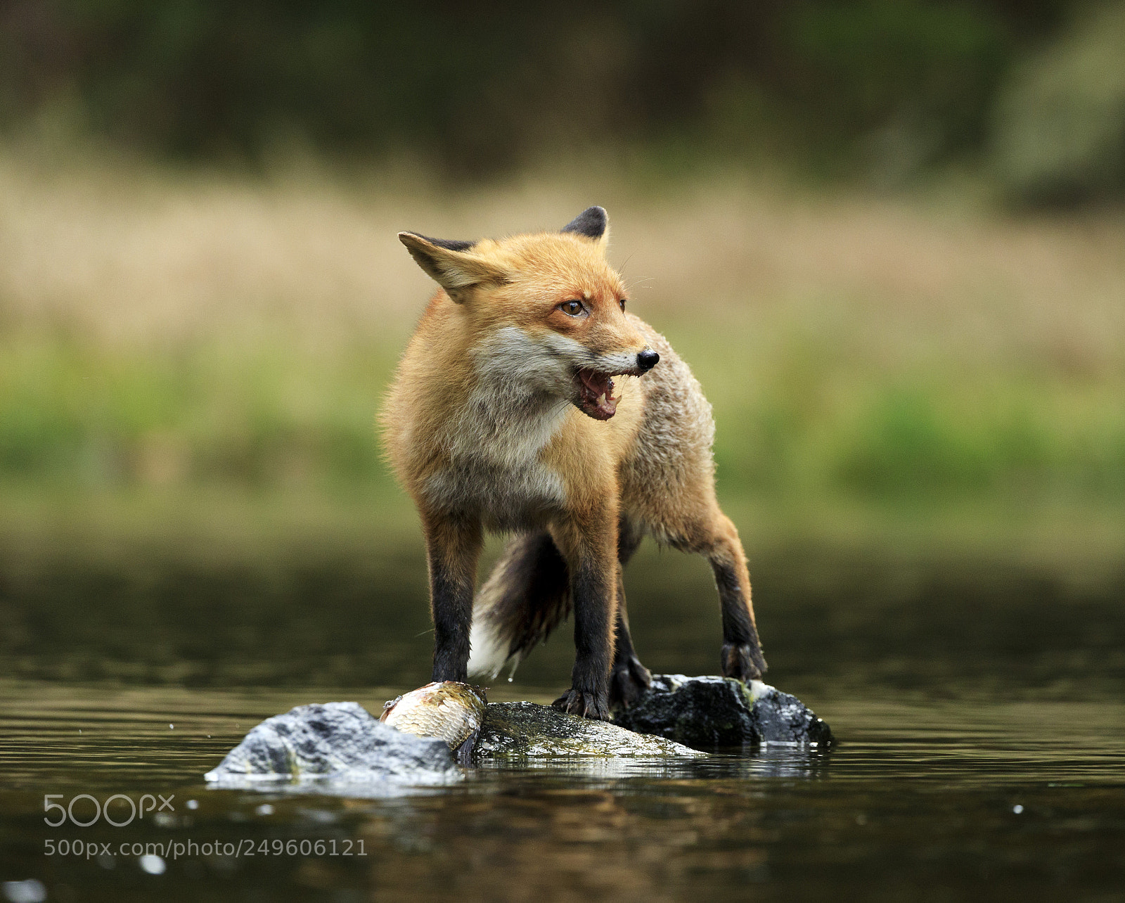 Canon EOS 5D Mark IV sample photo. Red fox at the photography