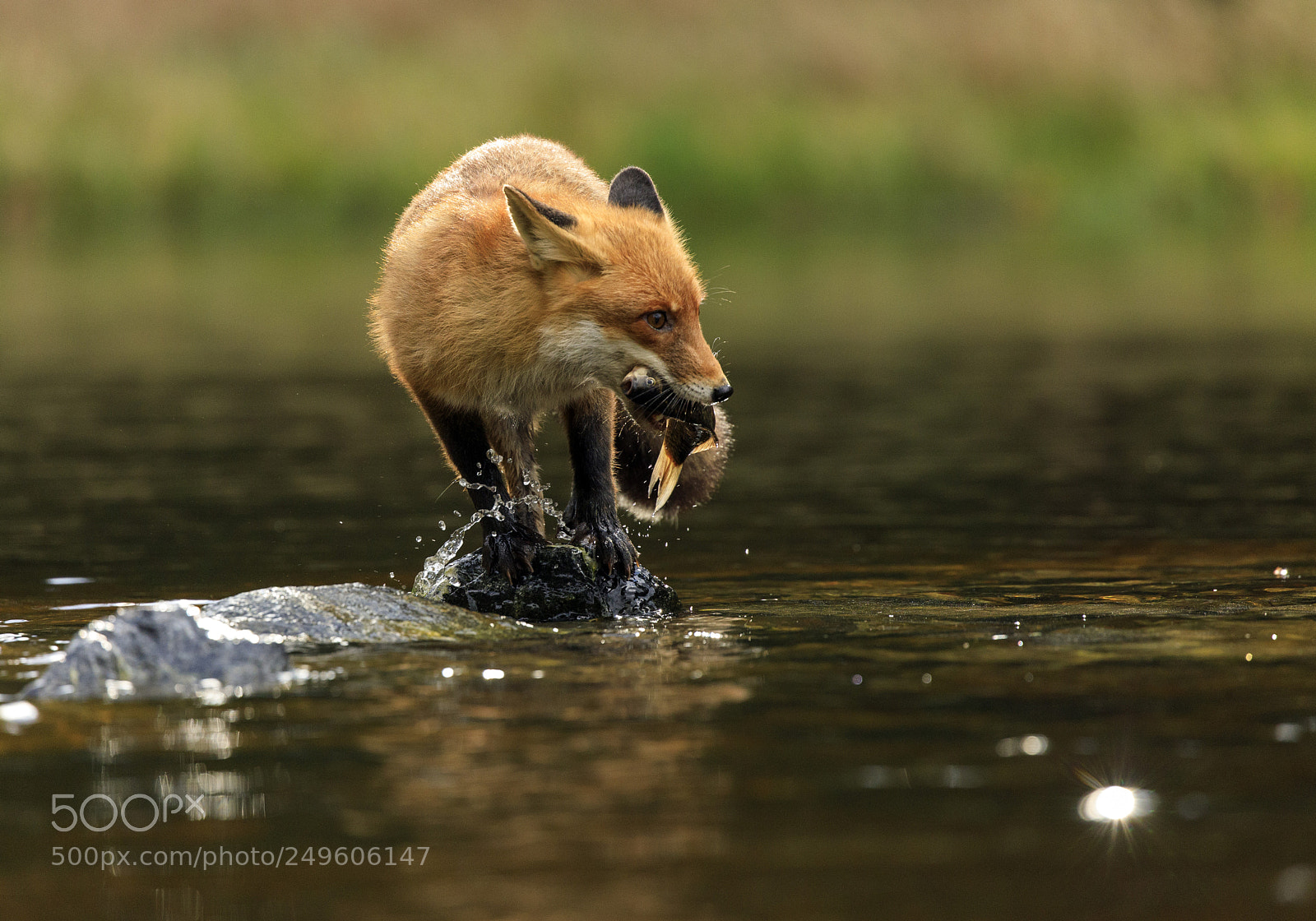 Canon EOS 5D Mark IV sample photo. Red fox at the photography