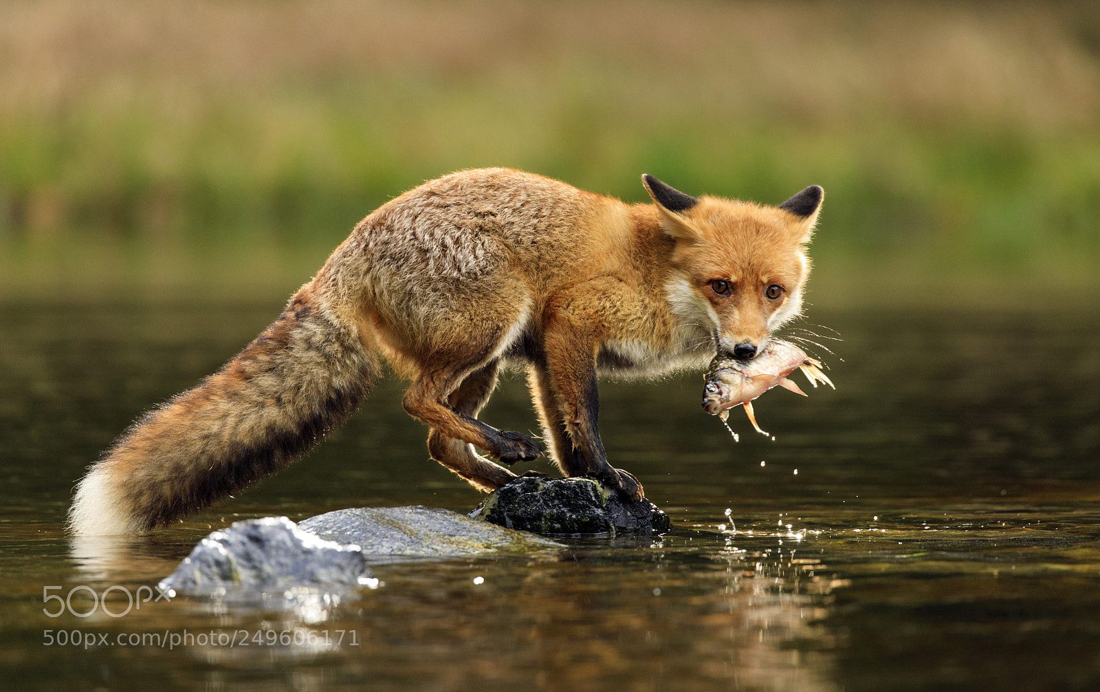 Canon EOS 5D Mark IV sample photo. Red fox at the photography
