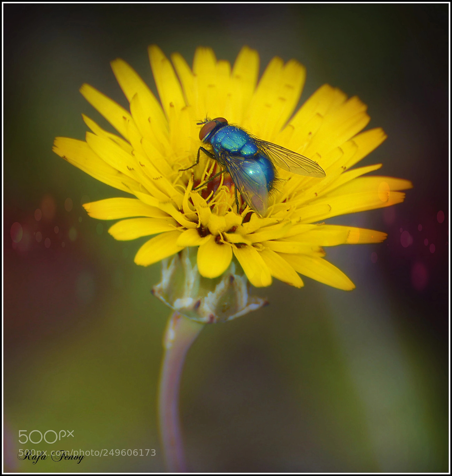 Nikon D7100 sample photo. Llega la primavera photography