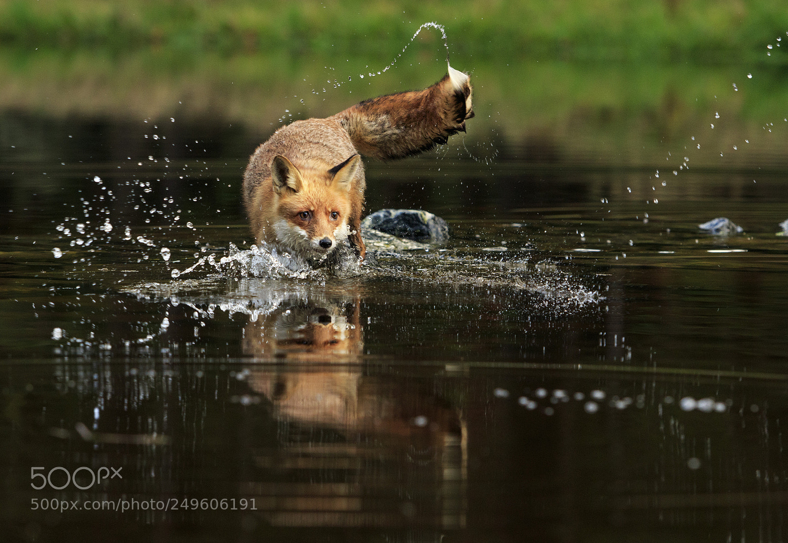 Canon EOS 7D Mark II sample photo. Red fox at the photography