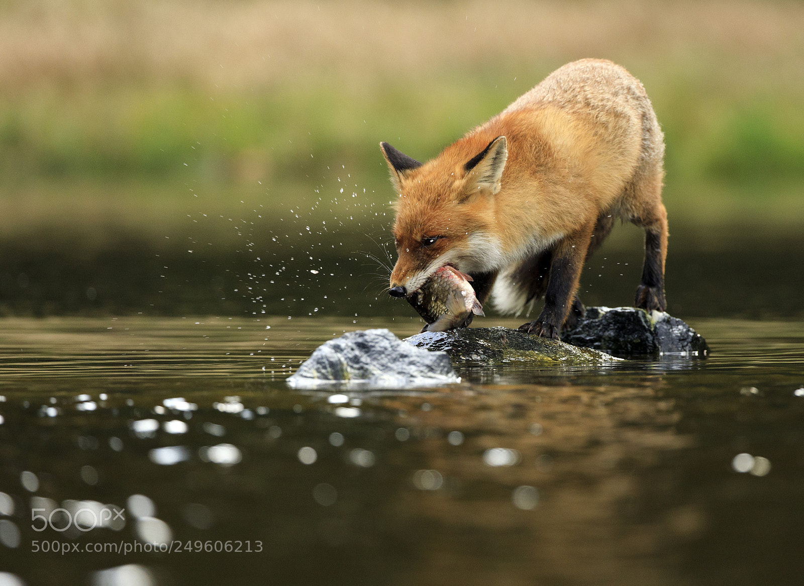 Canon EOS 5D Mark IV sample photo. Red fox at the photography