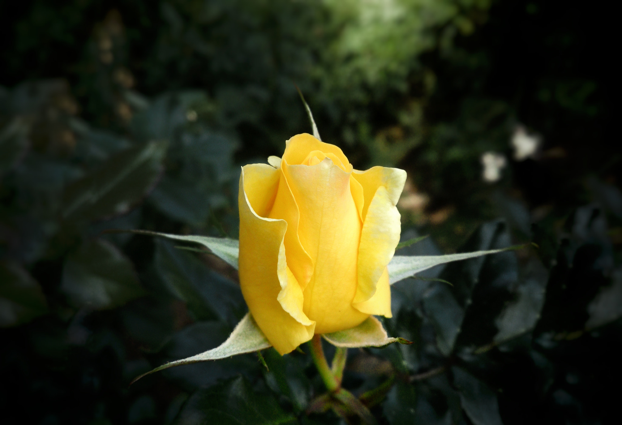 Sony Xperia Z sample photo. Yellow rose photography