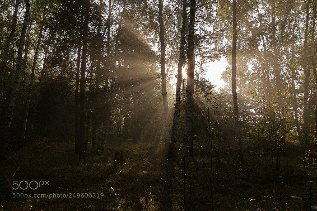 Canon EOS 50D sample photo. В Лесу... /  in the forest... photography