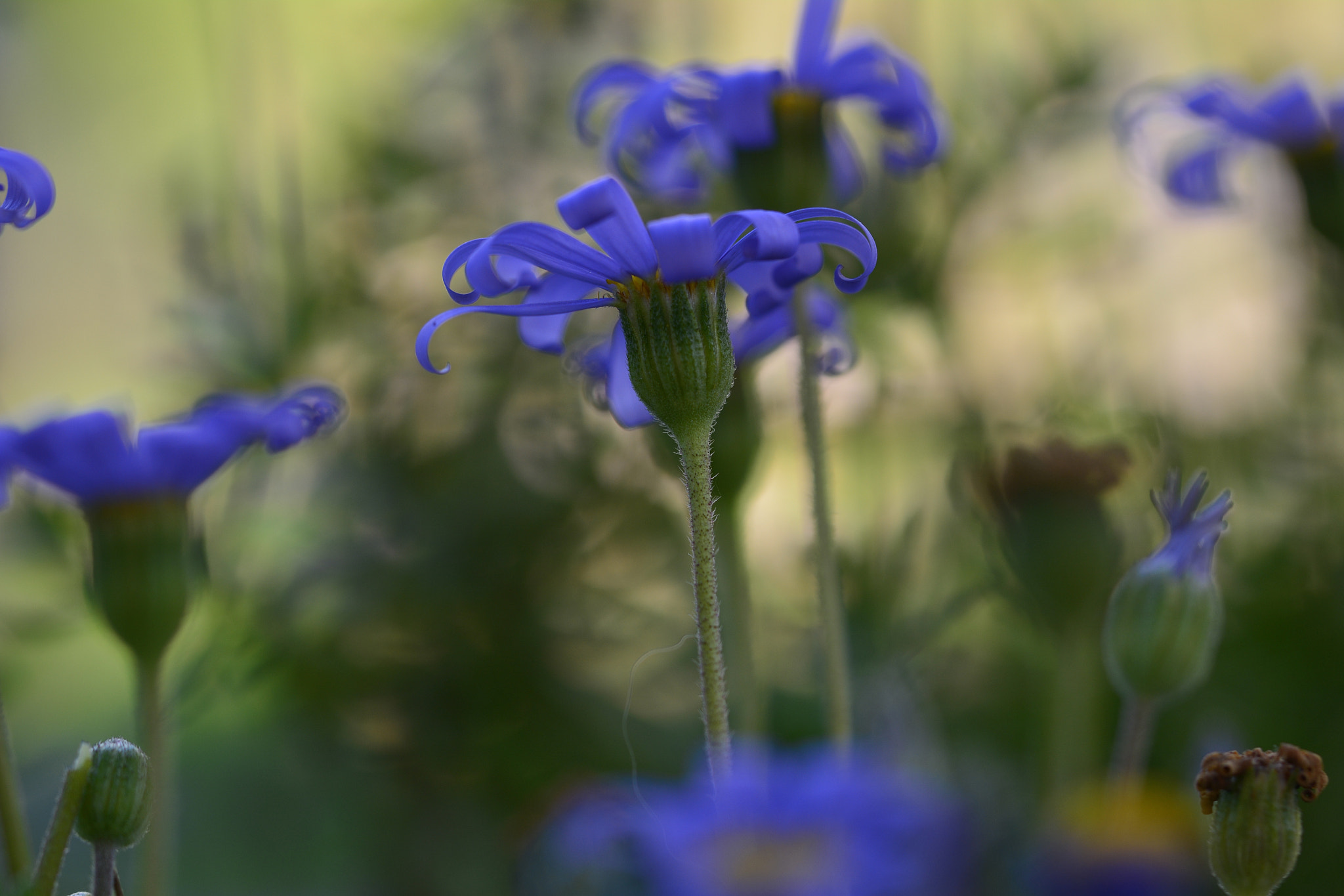 Nikon D7100 + Tamron SP 90mm F2.8 Di VC USD 1:1 Macro (F004) sample photo. Blue flowers photography