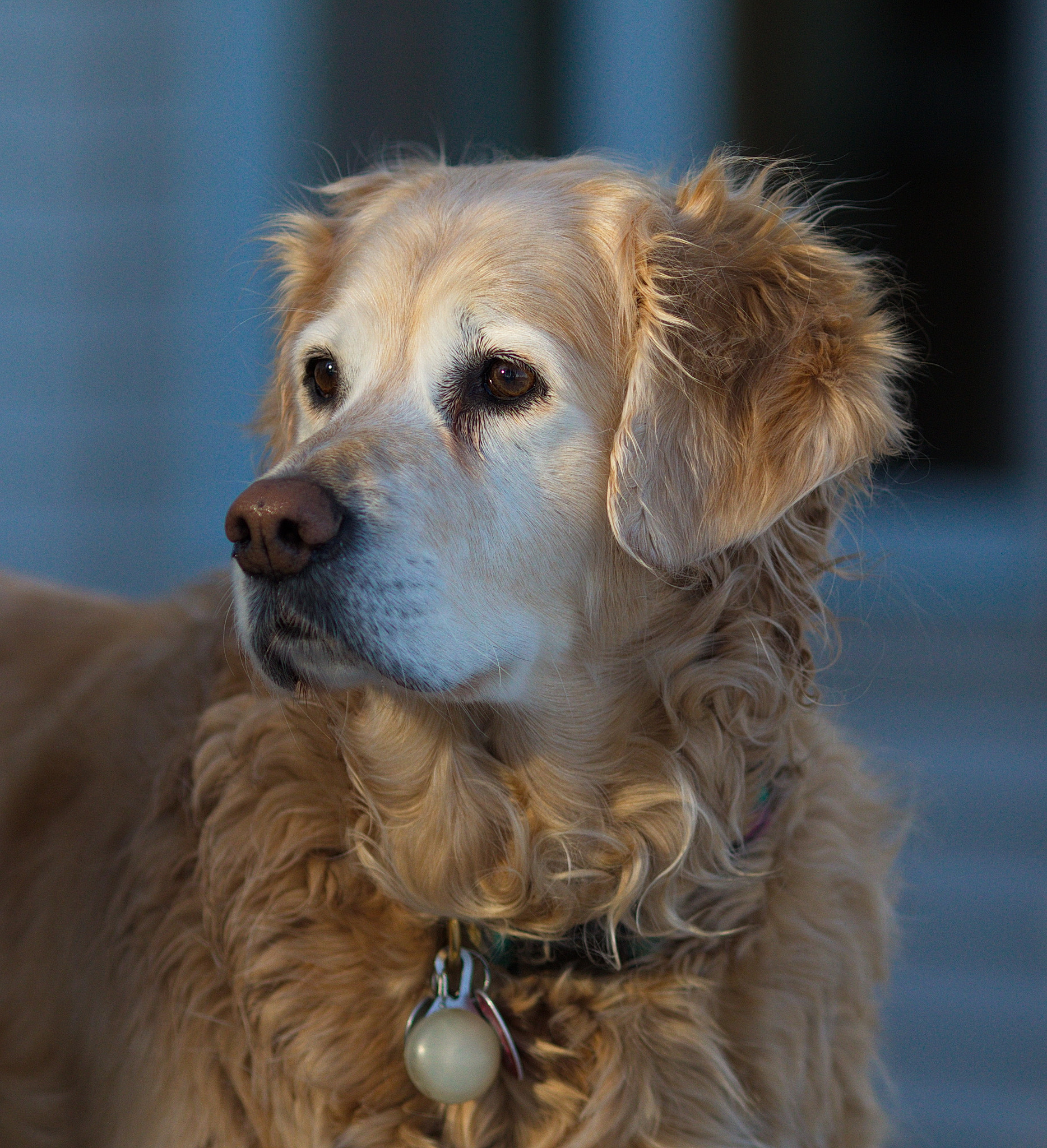Canon EOS 5D Mark IV + Canon EF 135mm F2L USM sample photo. Georgie photography