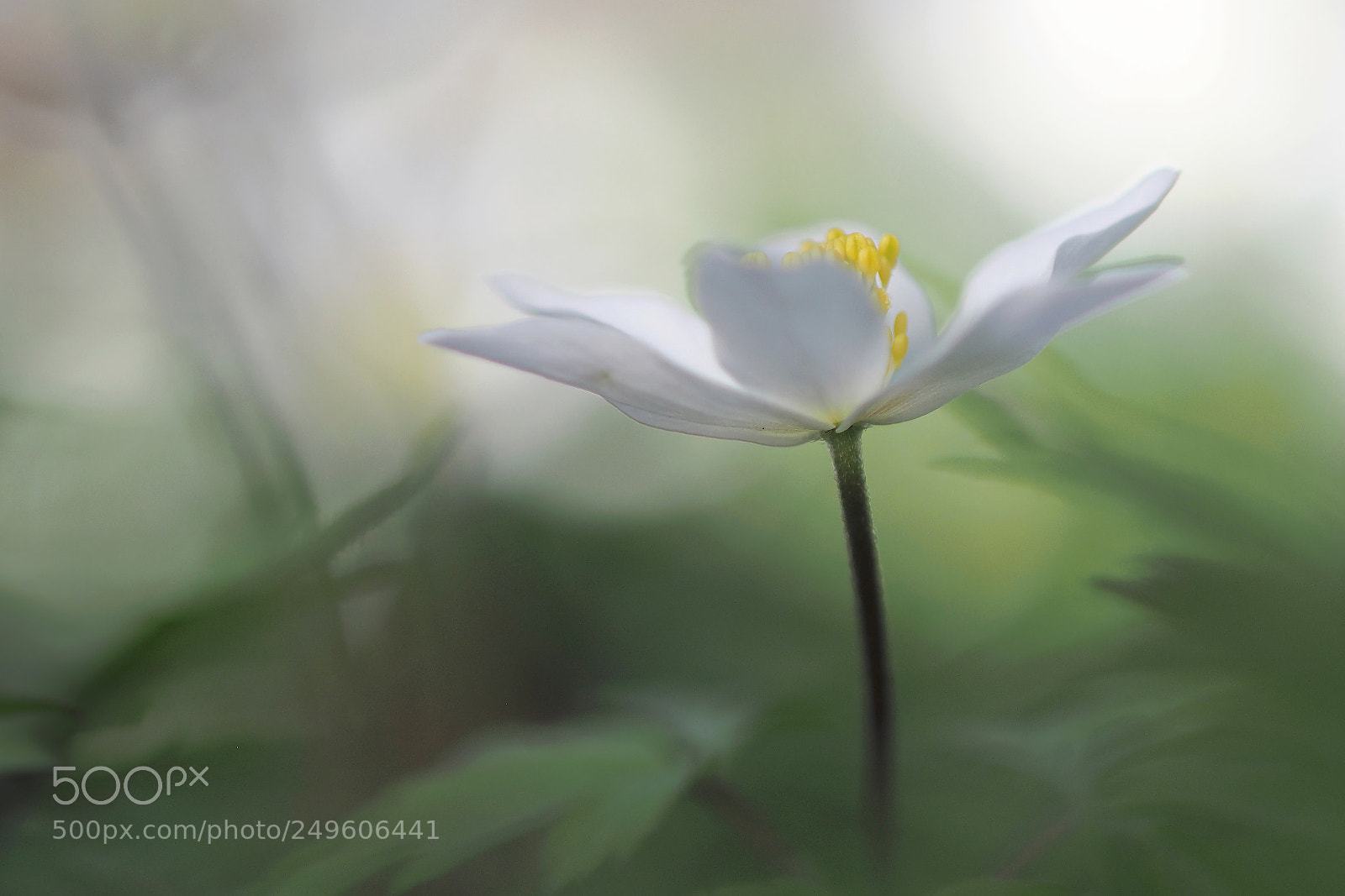Olympus OM-D E-M10 sample photo. Wood anemone photography