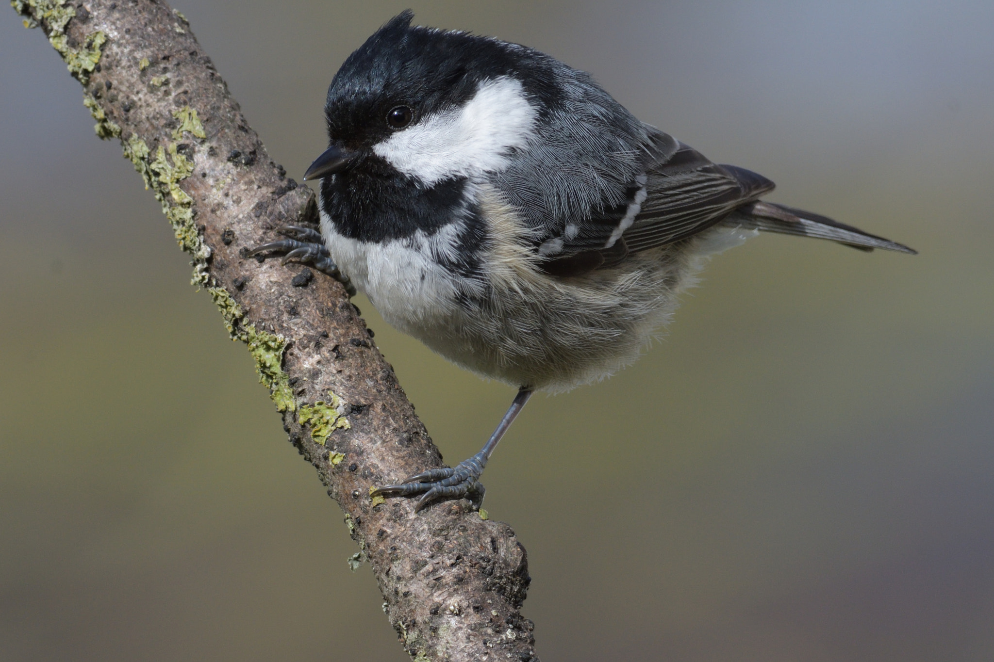 Nikon D500 sample photo. La mésange noire. periparus ater photography