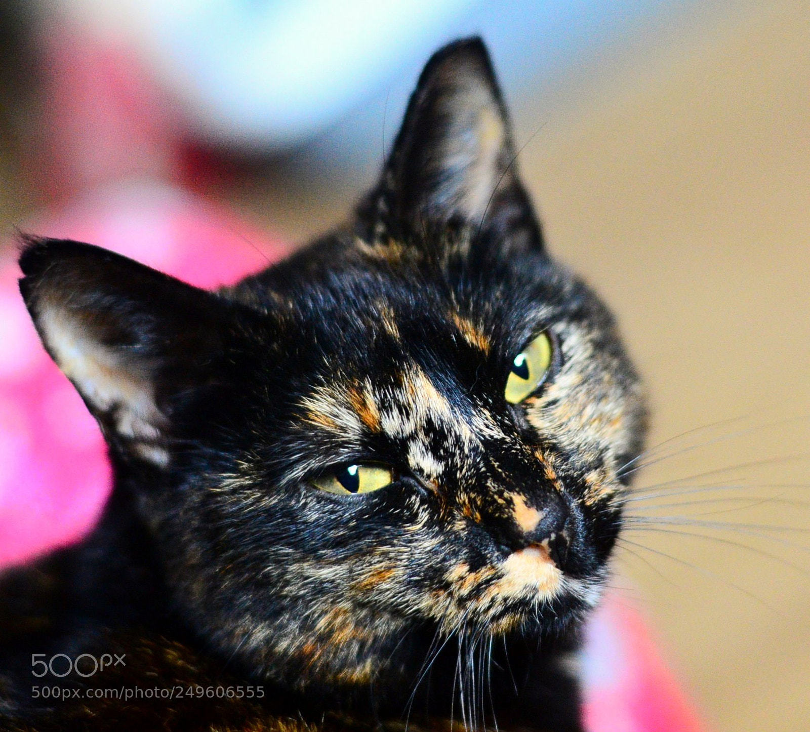 Nikon D3100 sample photo. 2018-03-17_12-11-40 photography
