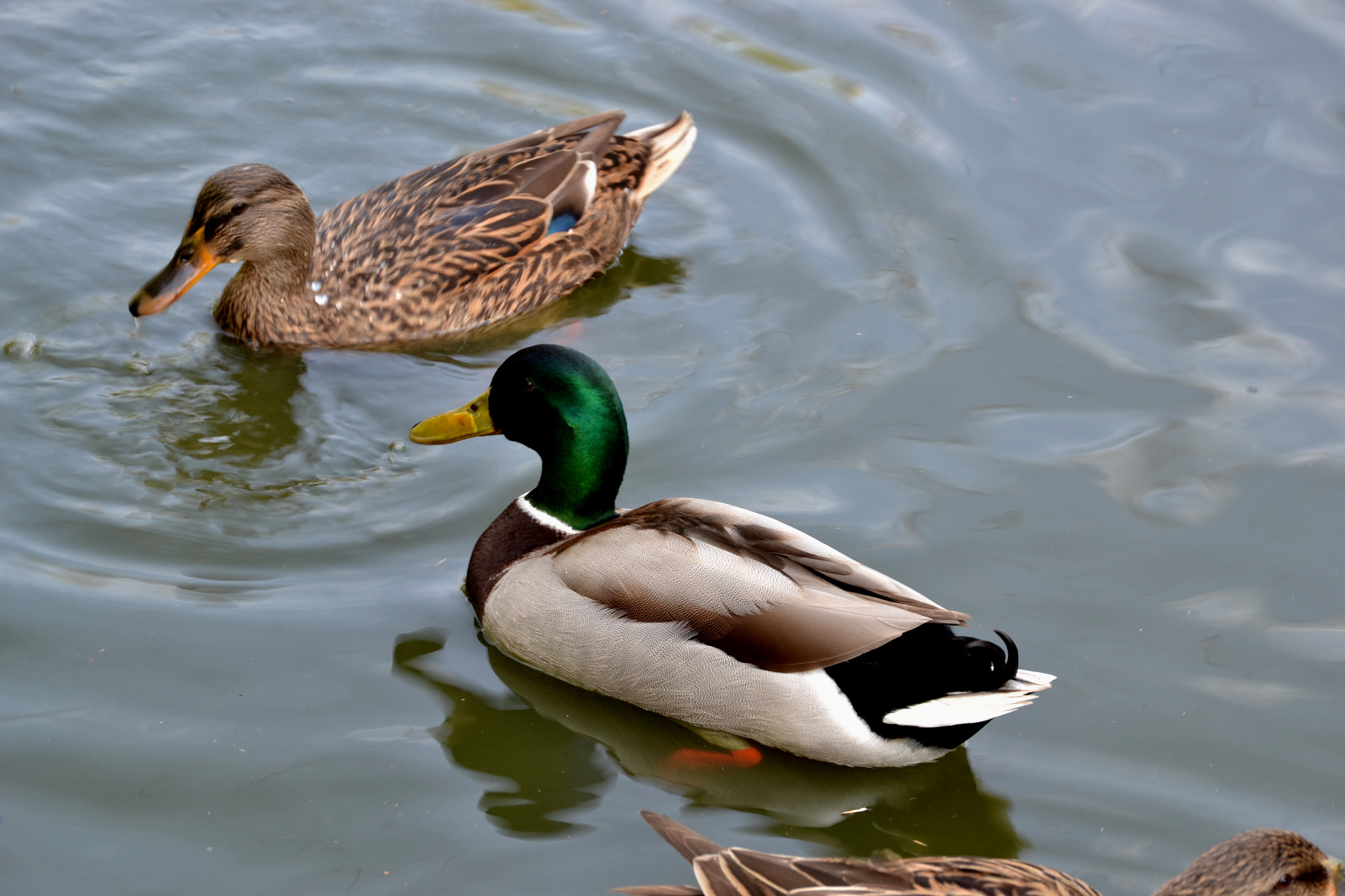 Nikon D3100 sample photo. Ducks photography