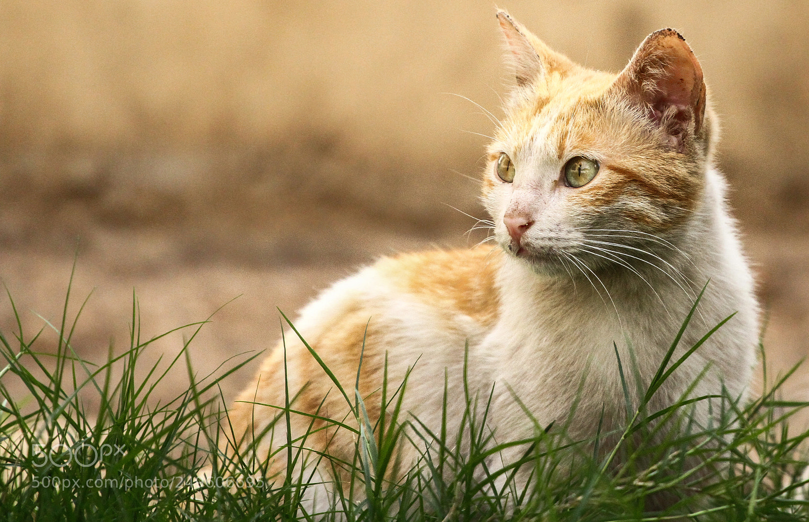 Canon EOS 7D sample photo. " cat " photography
