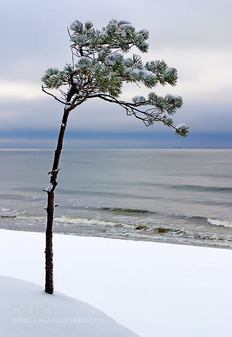 Canon EOS 10D sample photo. Tree photography