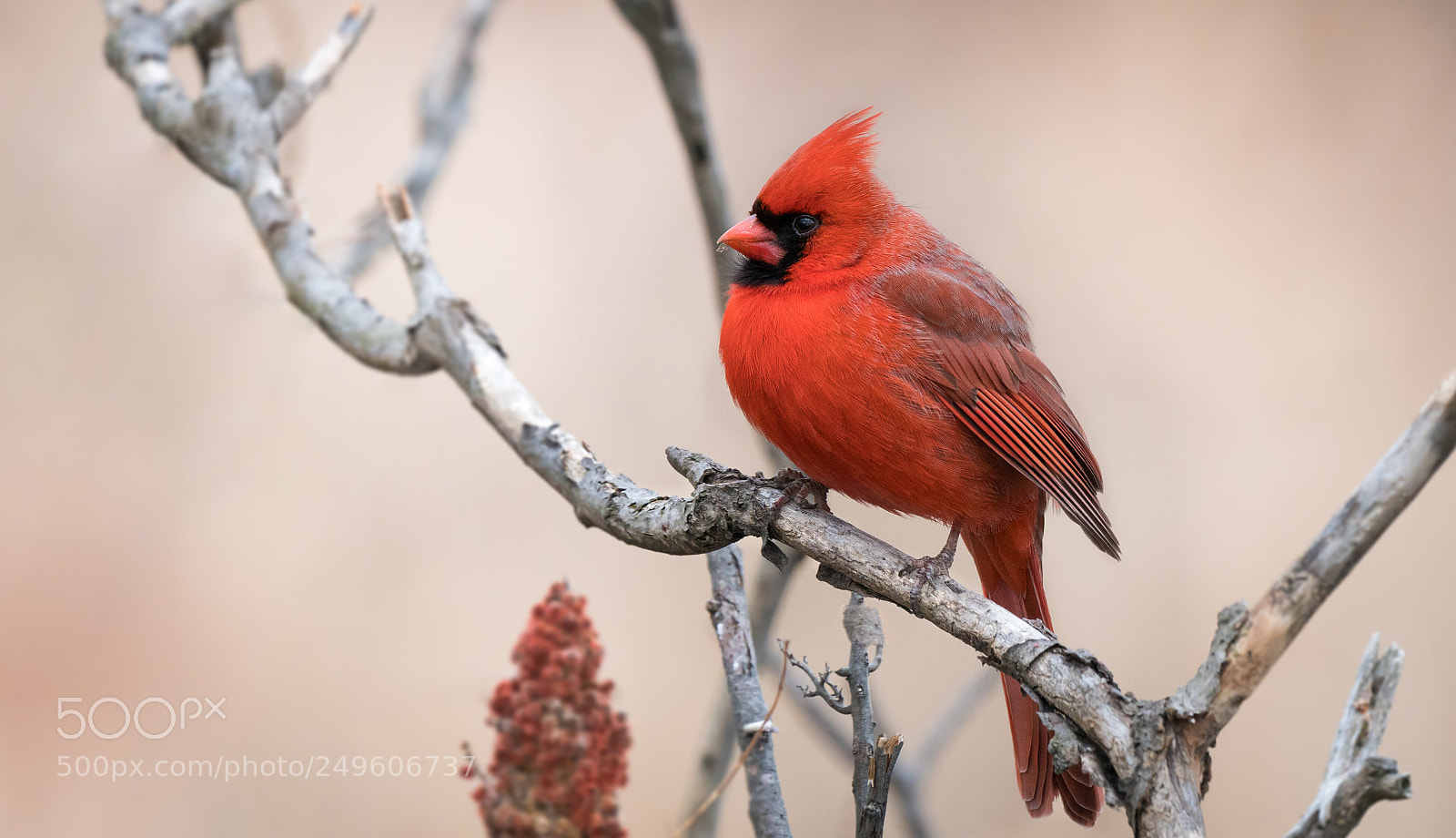 Sony a7R II sample photo. Northern cardinal in crimson photography