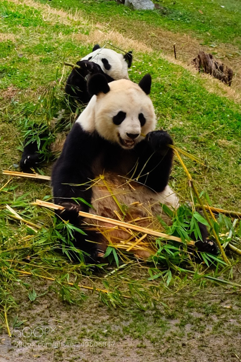 Fujifilm X100F sample photo. Pandas photography