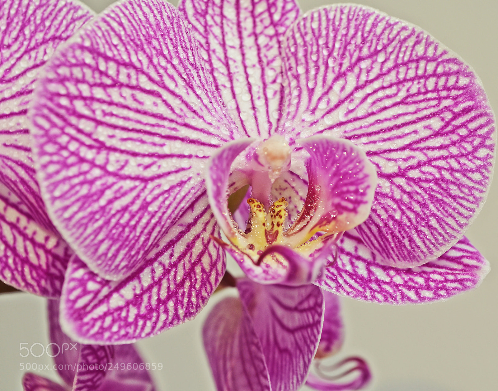 Nikon D5100 sample photo. Just pinks photography