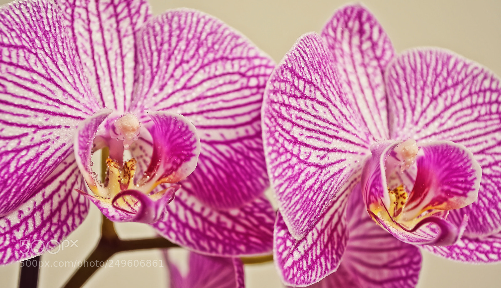 Nikon D5100 sample photo. Twopinks photography