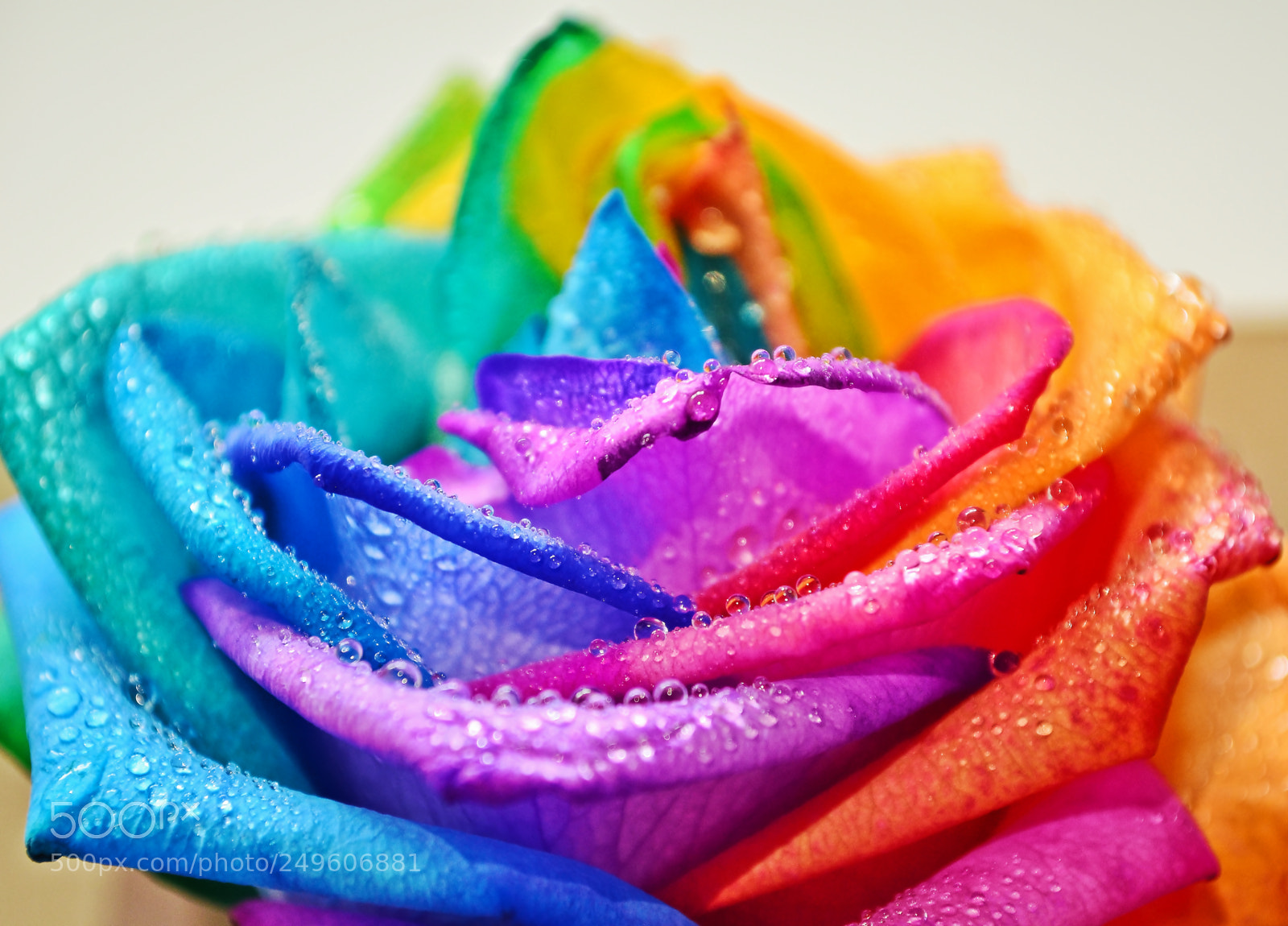 Nikon D5100 sample photo. I'm a rose... photography