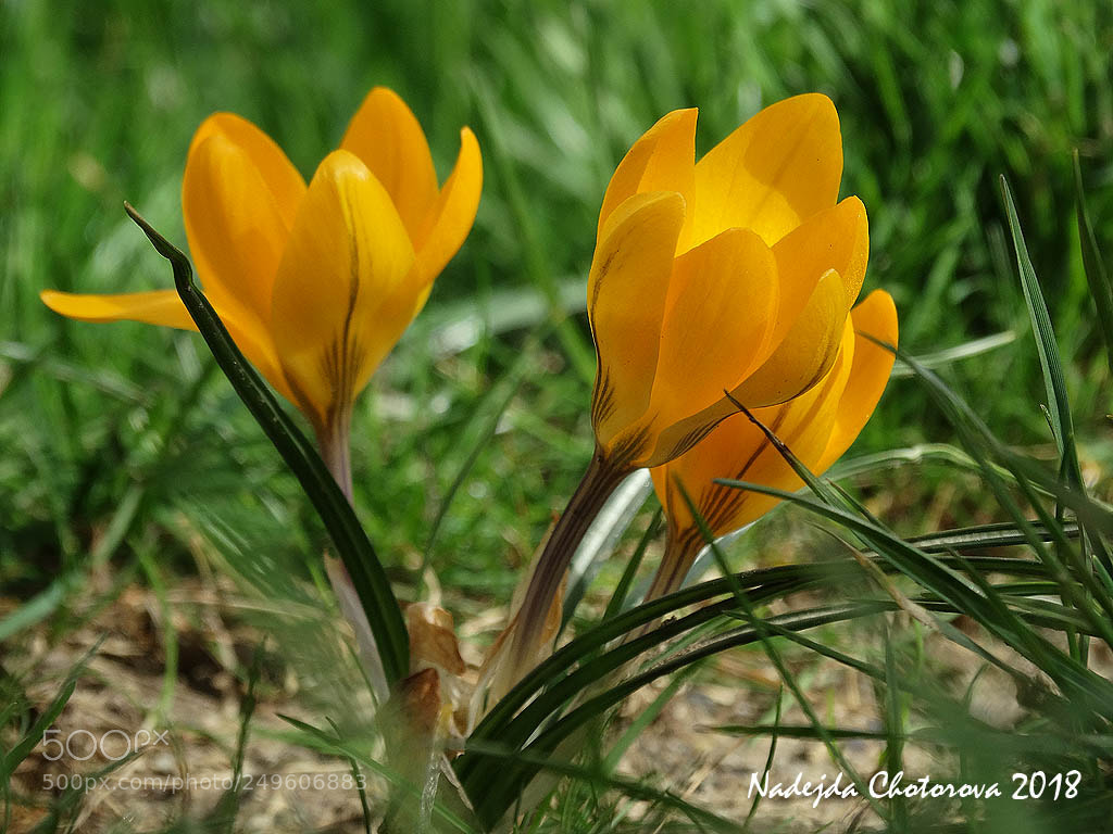 Sony Cyber-shot DSC-HX300 sample photo. Spring crocuses photography