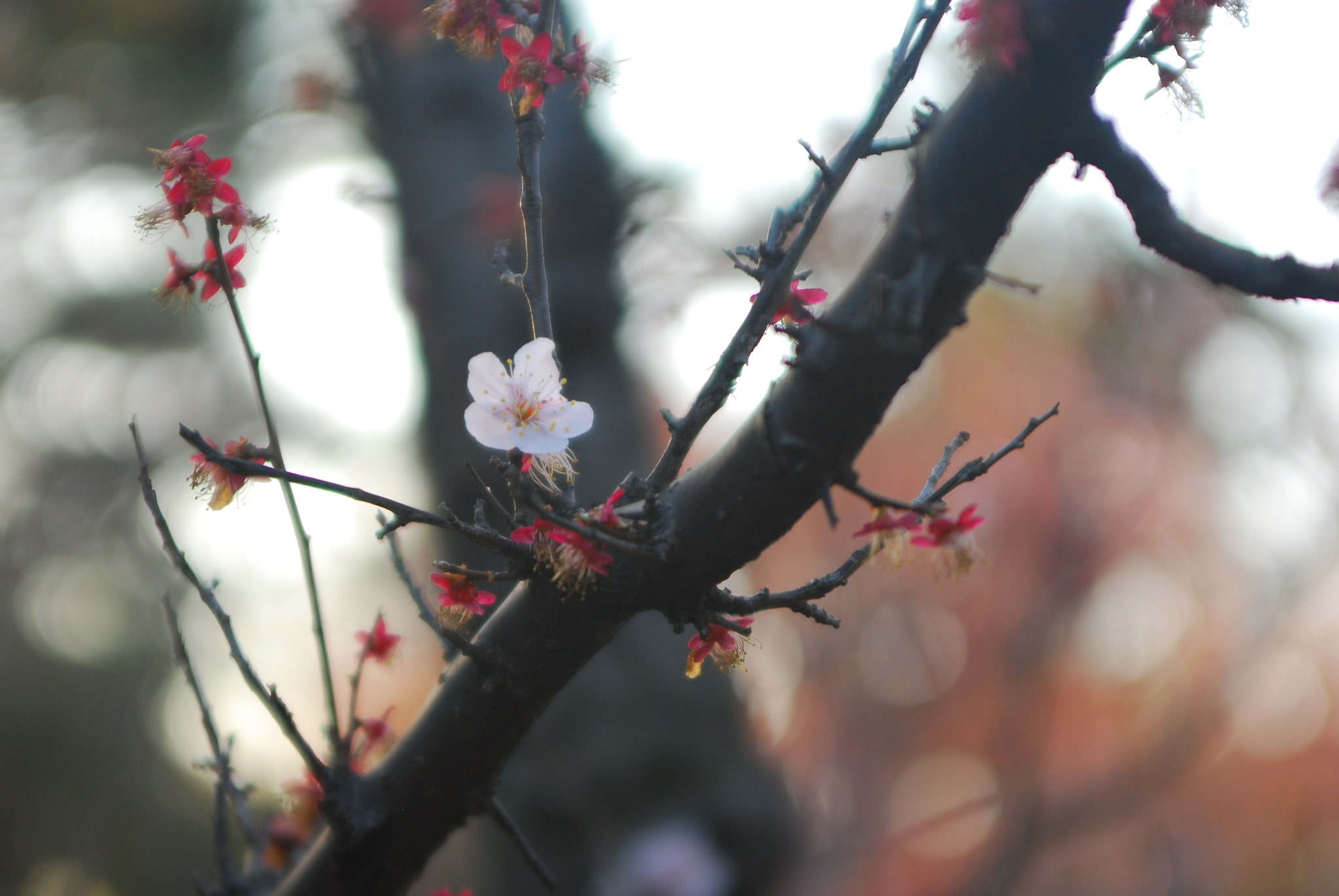 Nikon D80 sample photo. Alone / ひとりぼっち photography