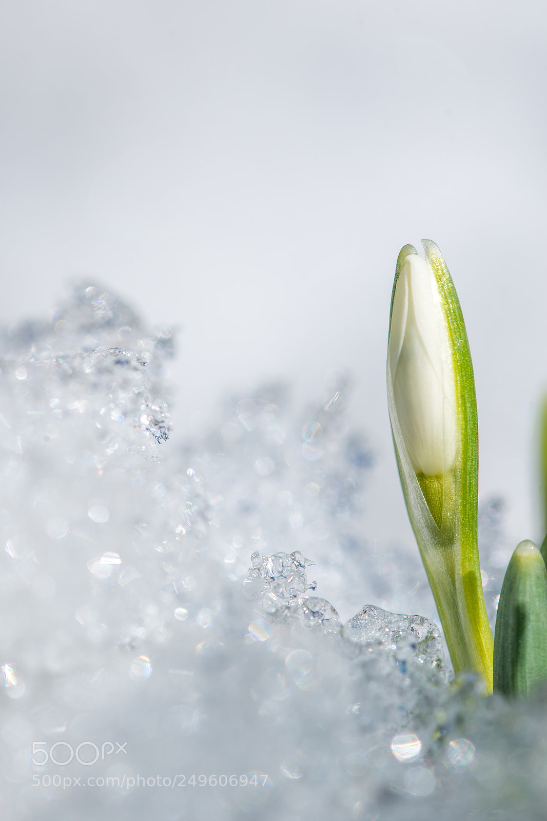 Nikon D610 sample photo. Sprong ic close photography