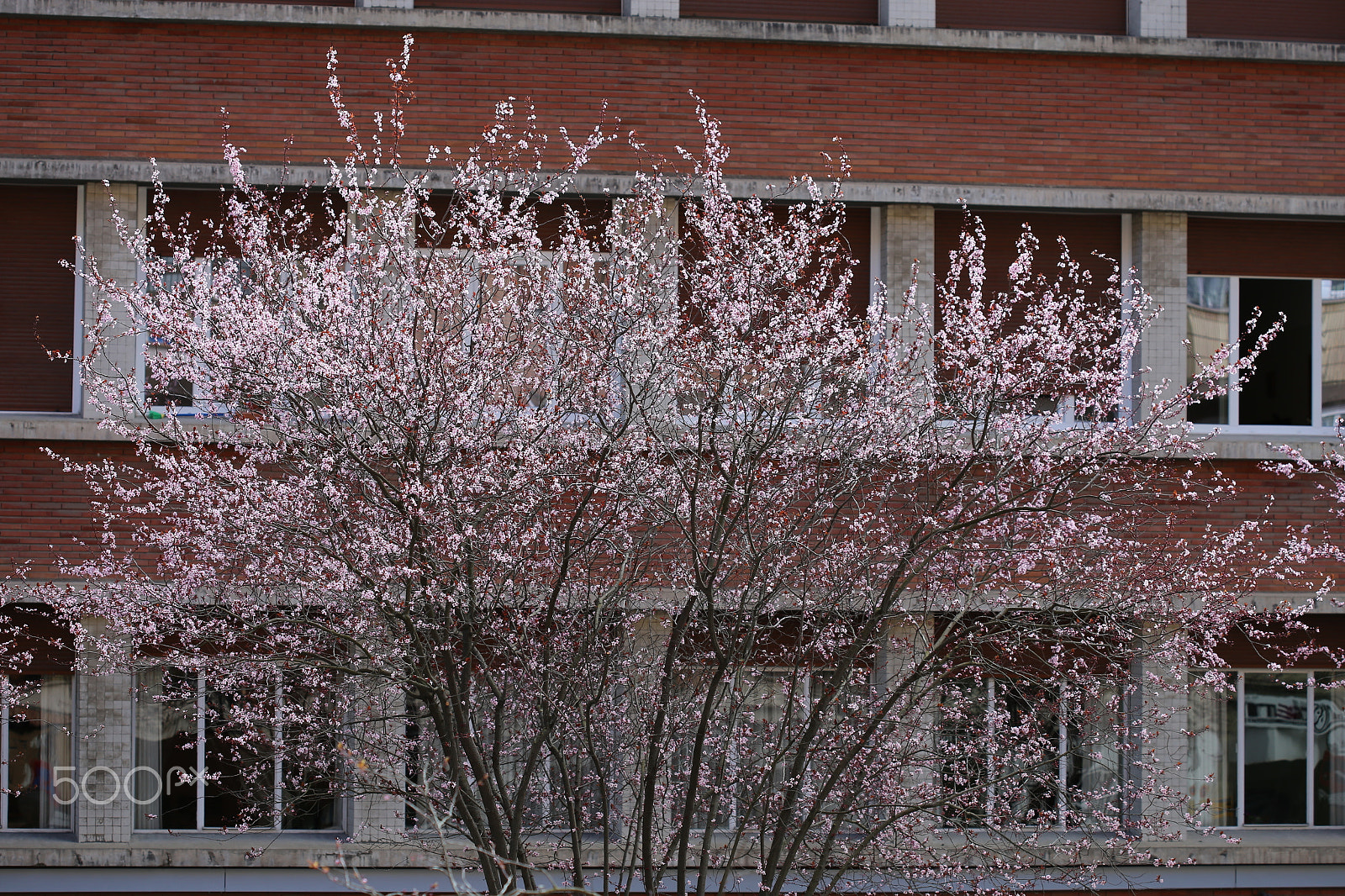 Canon EF 100mm F2.8 Macro USM sample photo. Vuelve la primavera . photography