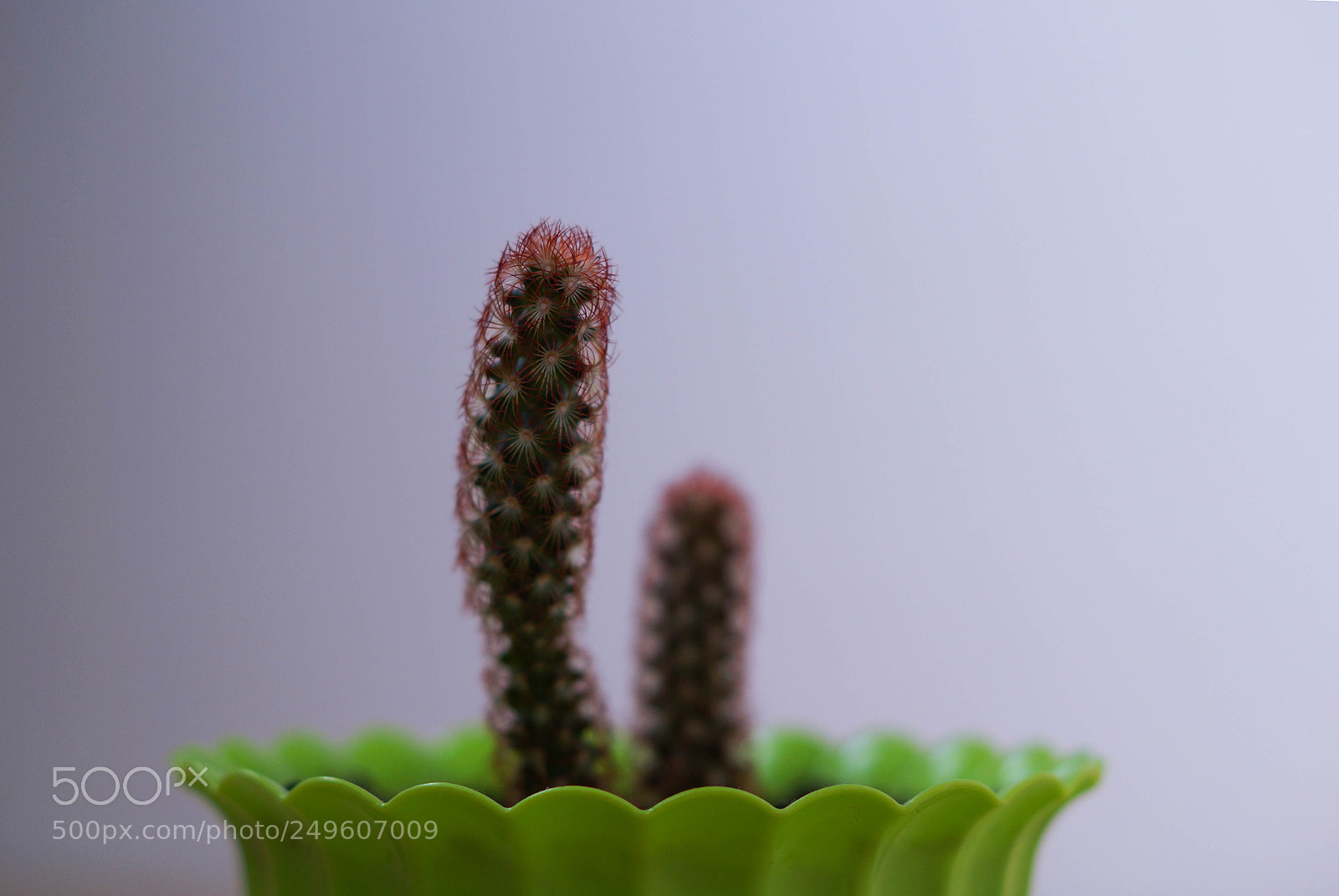 Sony SLT-A58 sample photo. Cactus photography