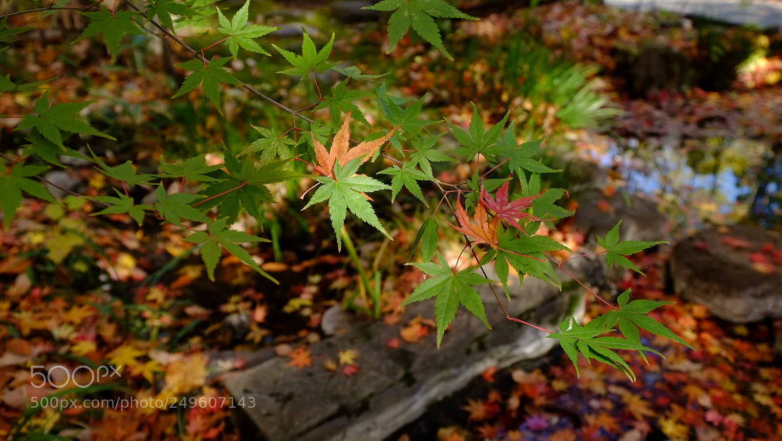 Fujifilm X-E1 sample photo. Dscf photography