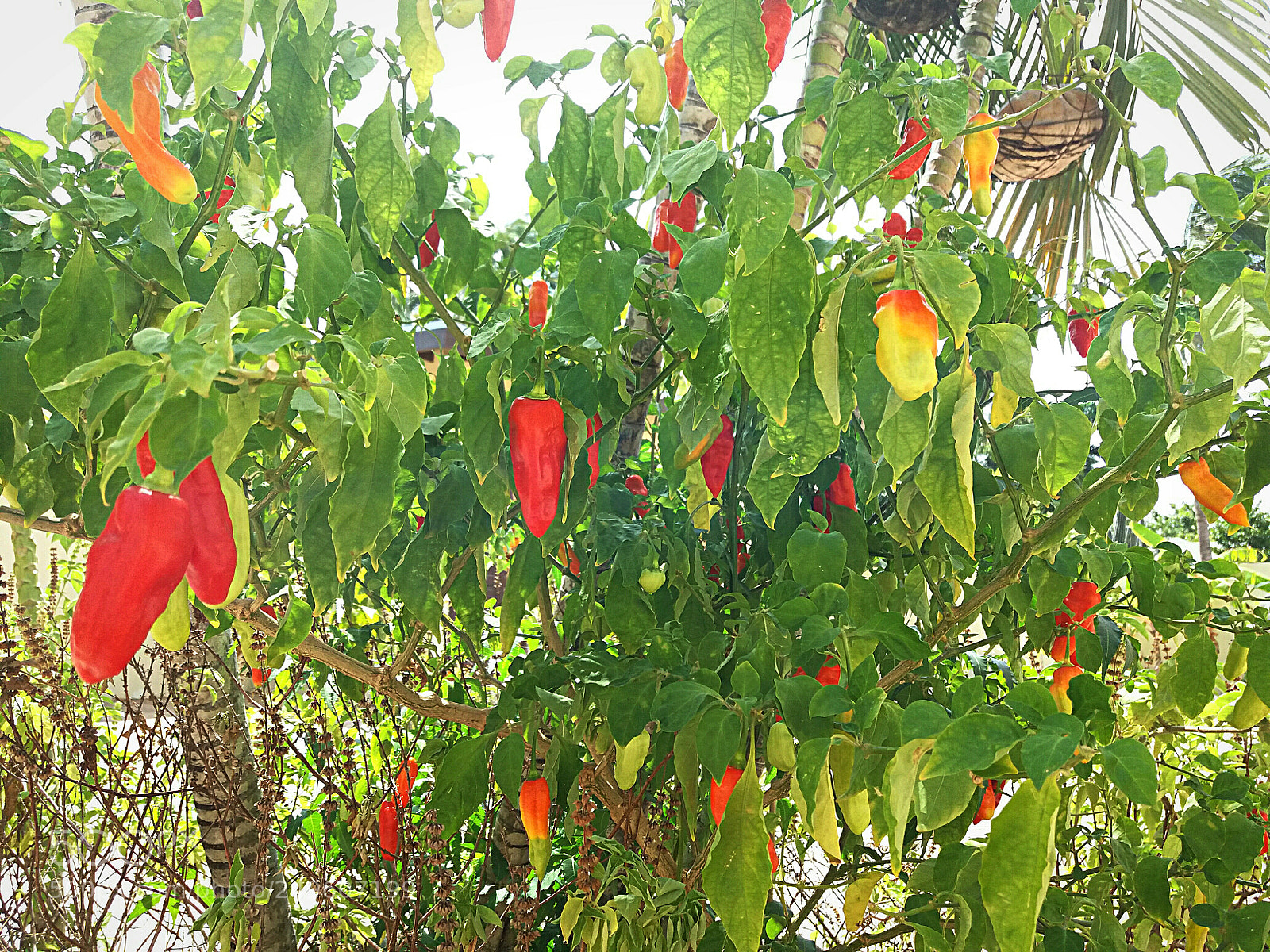 Samsung Galaxy J5(2016) sample photo. Red peppers photography