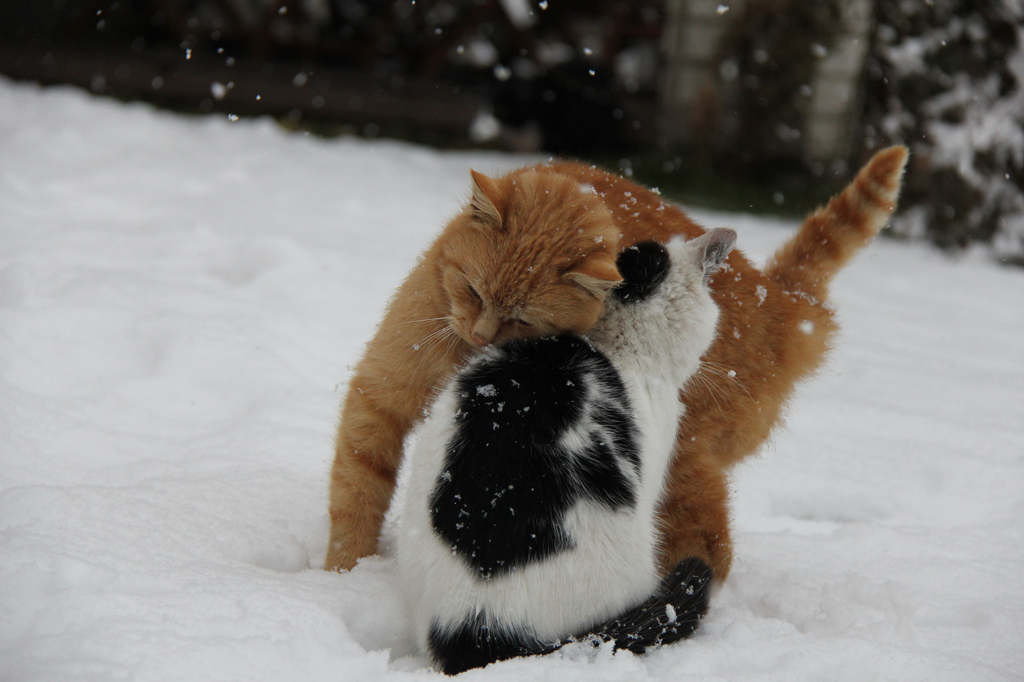 Canon EF-S 18-200mm F3.5-5.6 IS sample photo. Cat friendship photography