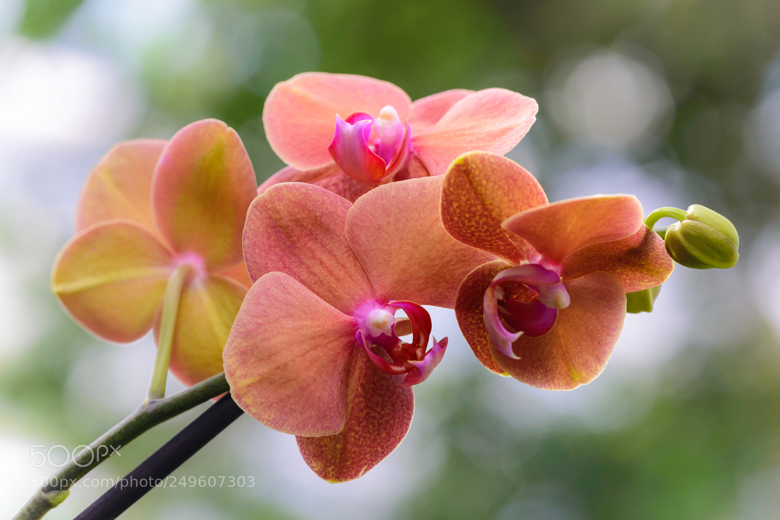 Nikon D600 sample photo. Exotic orchid photography