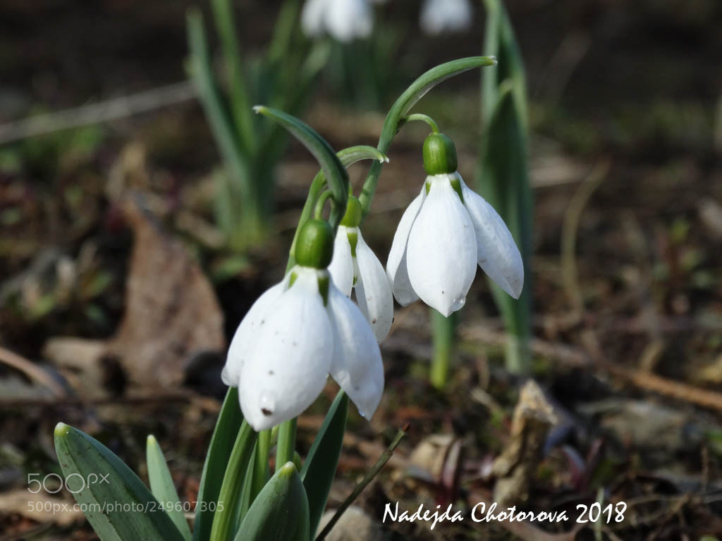 Sony Cyber-shot DSC-HX300 sample photo. Snowdrops photography