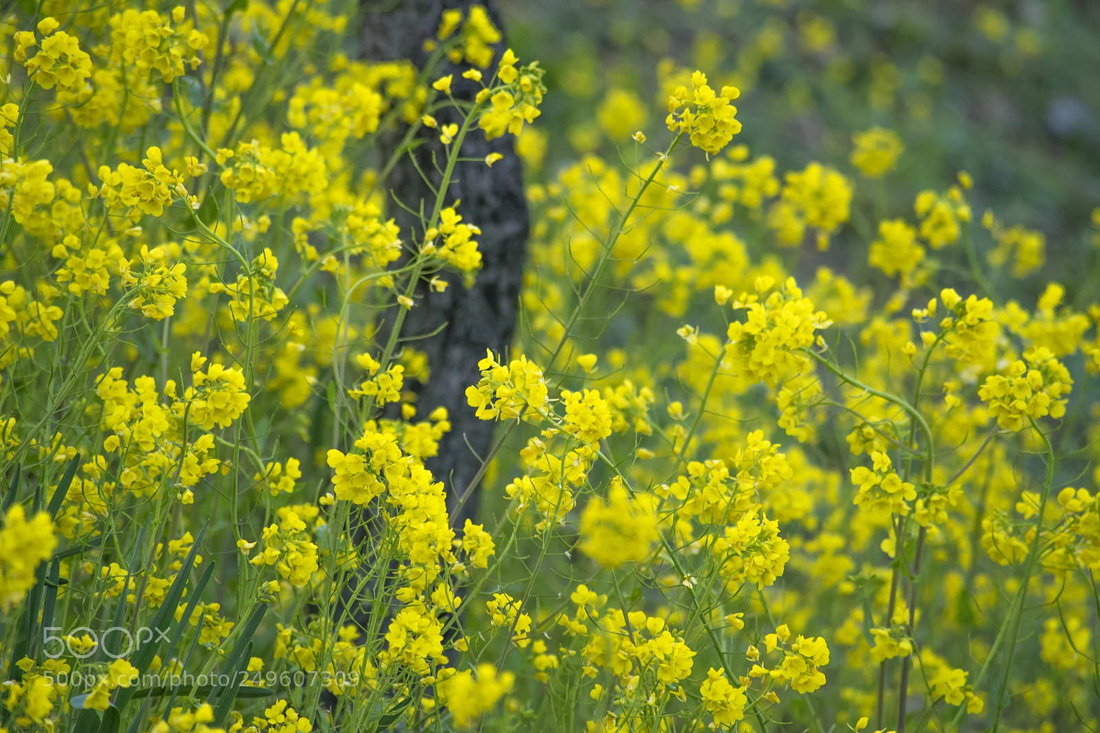 Sony a7 II sample photo. The canola flower is photography