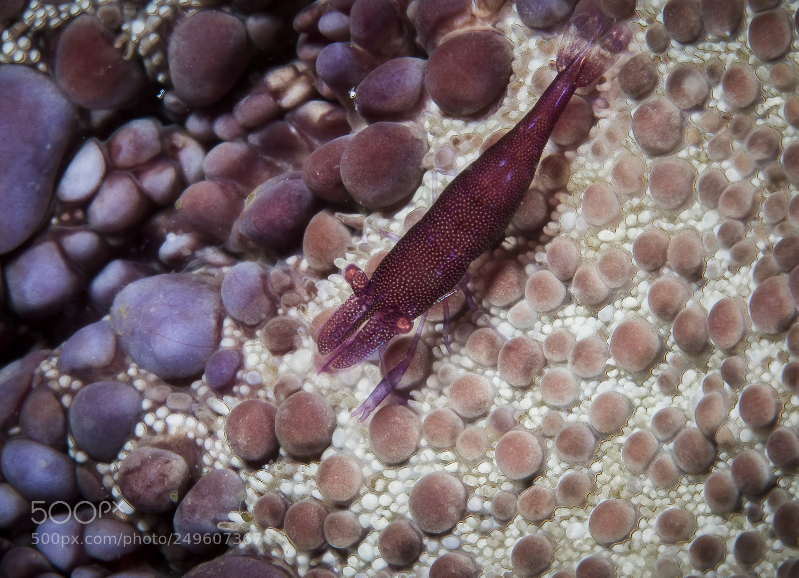 Canon EOS 5D Mark IV sample photo. Starfish shrimp (periclimenes soror) photography