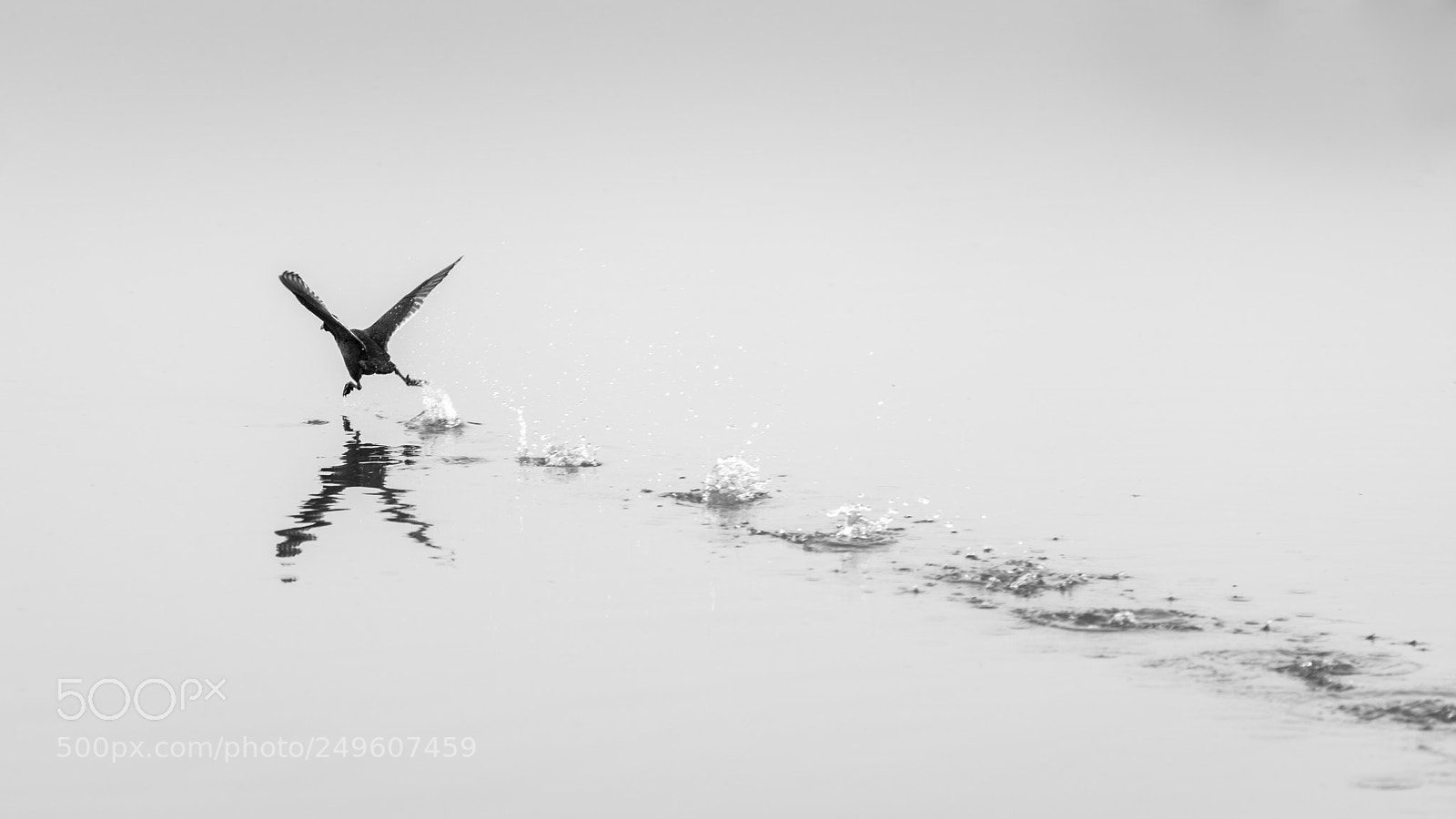 Nikon D7100 sample photo. Skipping duck photography