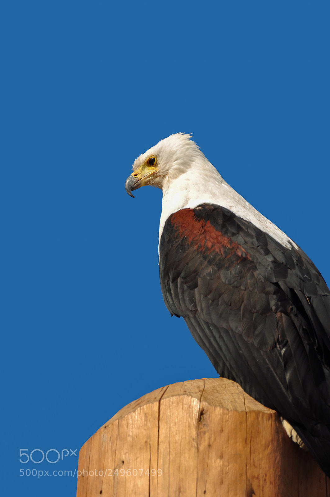 Nikon D90 sample photo. Bald eagle photography
