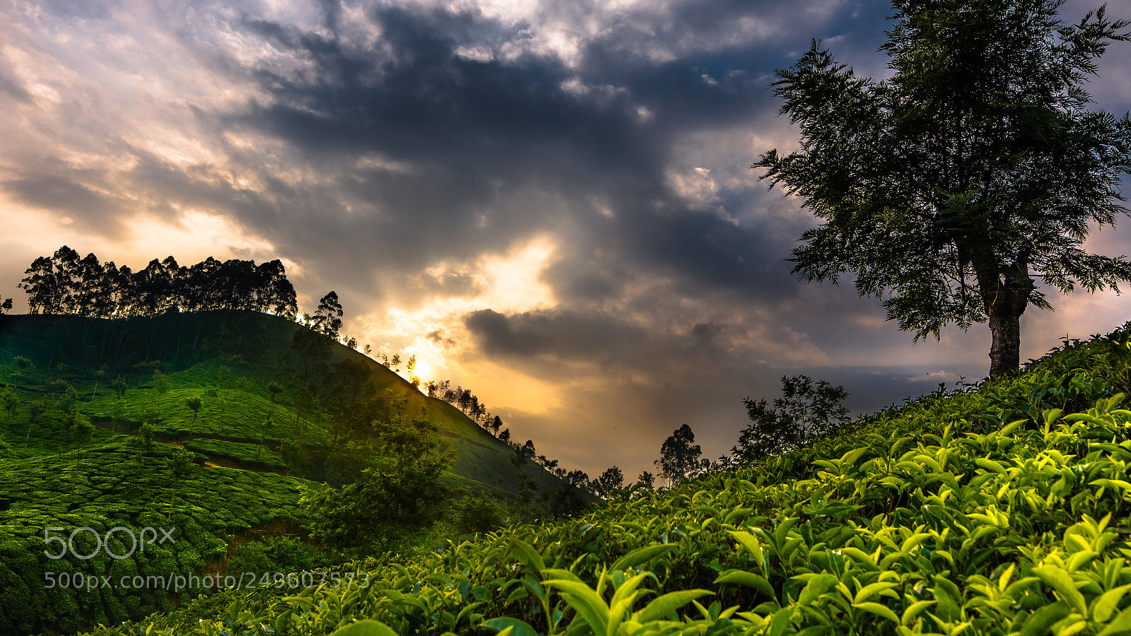 Nikon D7200 sample photo. Tea fields of munnar photography
