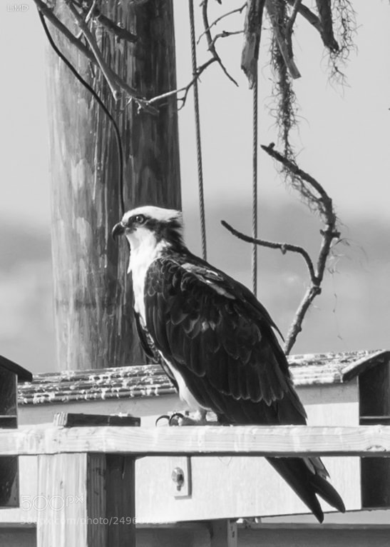 Nikon D600 sample photo. Osprey on the pier photography