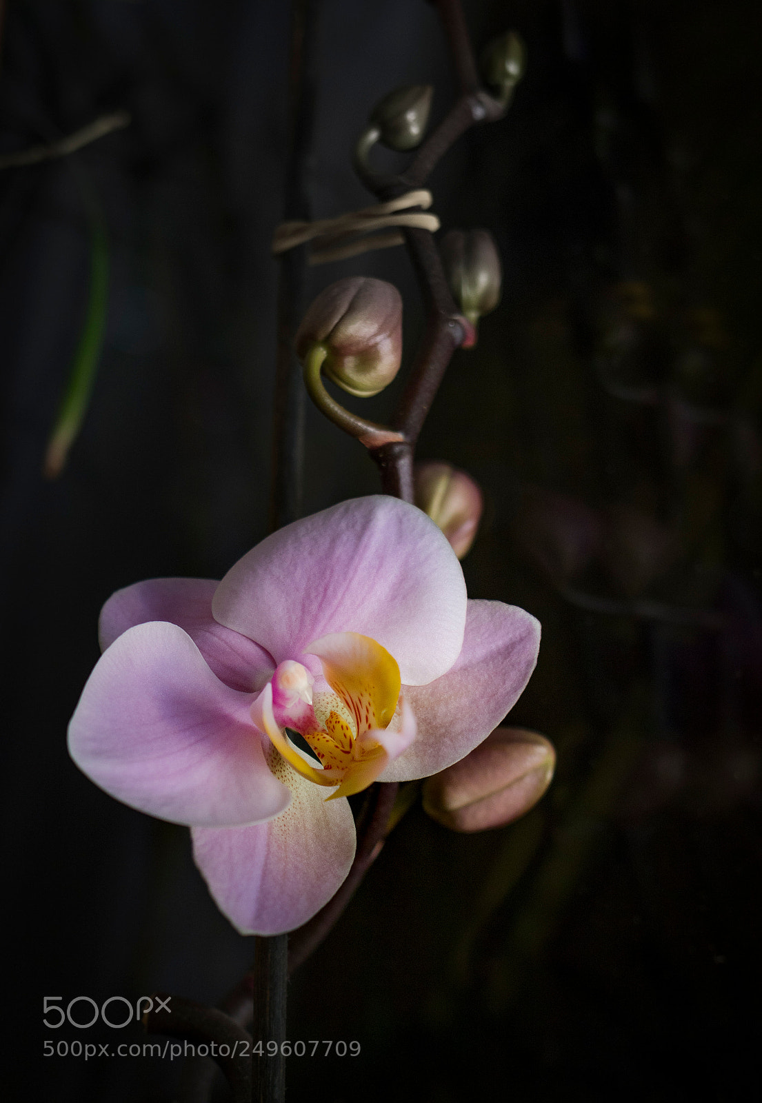 Canon EOS 760D (EOS Rebel T6s / EOS 8000D) sample photo. Img photography