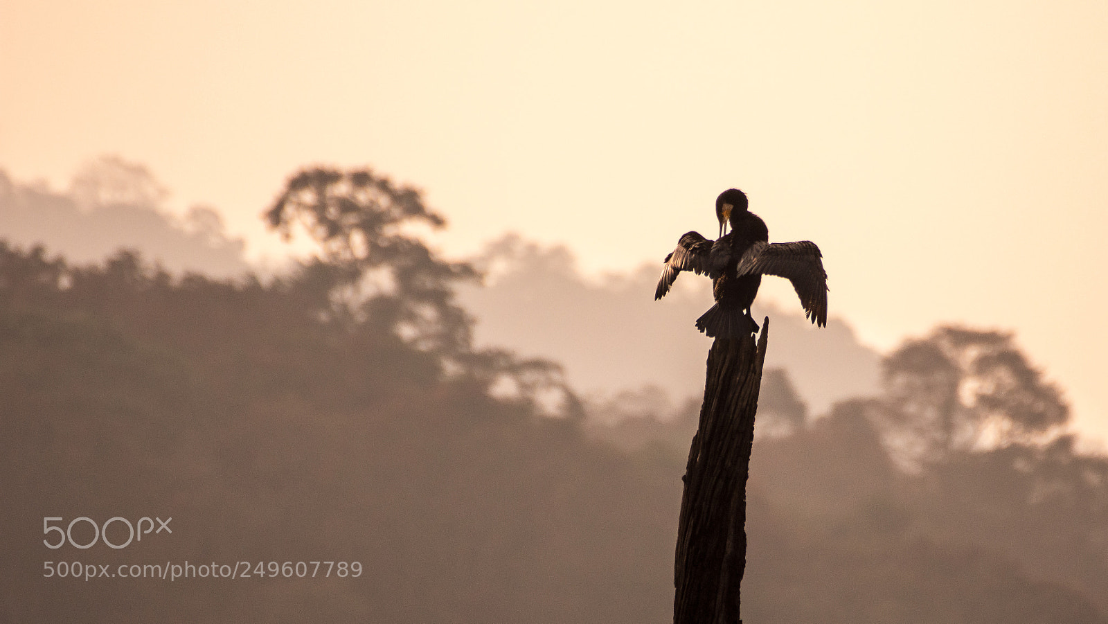 Nikon D7200 sample photo. The cormorant photography