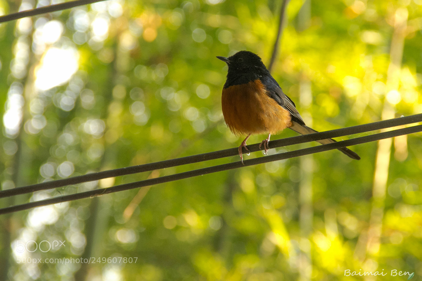 Canon EOS 60D sample photo. Bird photography
