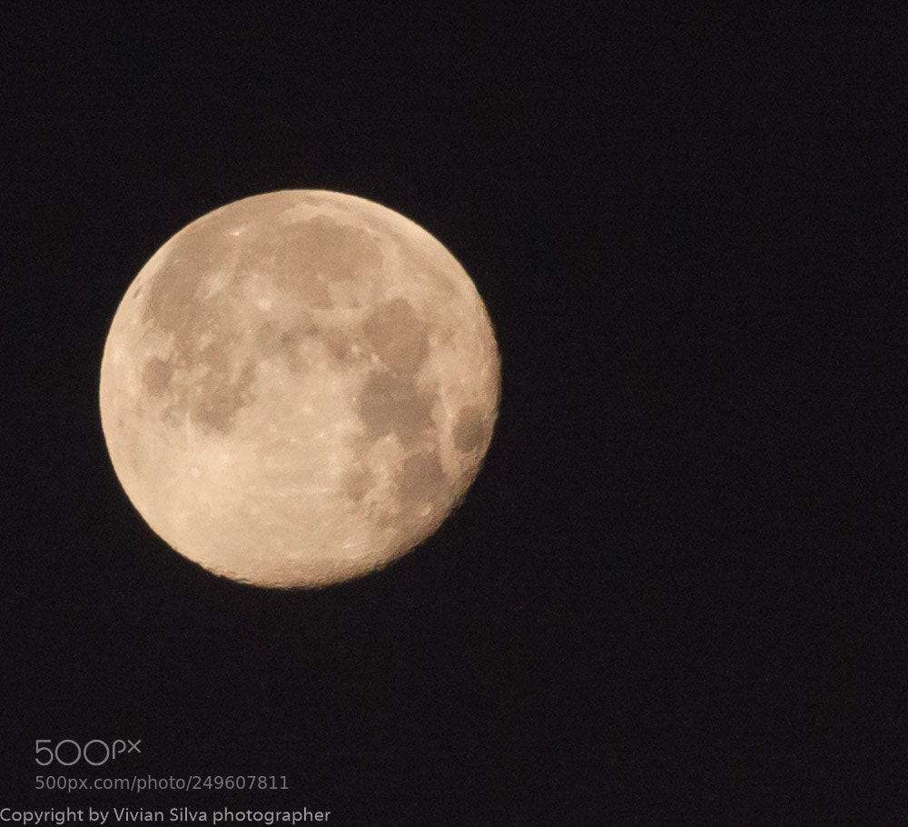 Canon EOS 40D sample photo. Yellow photography