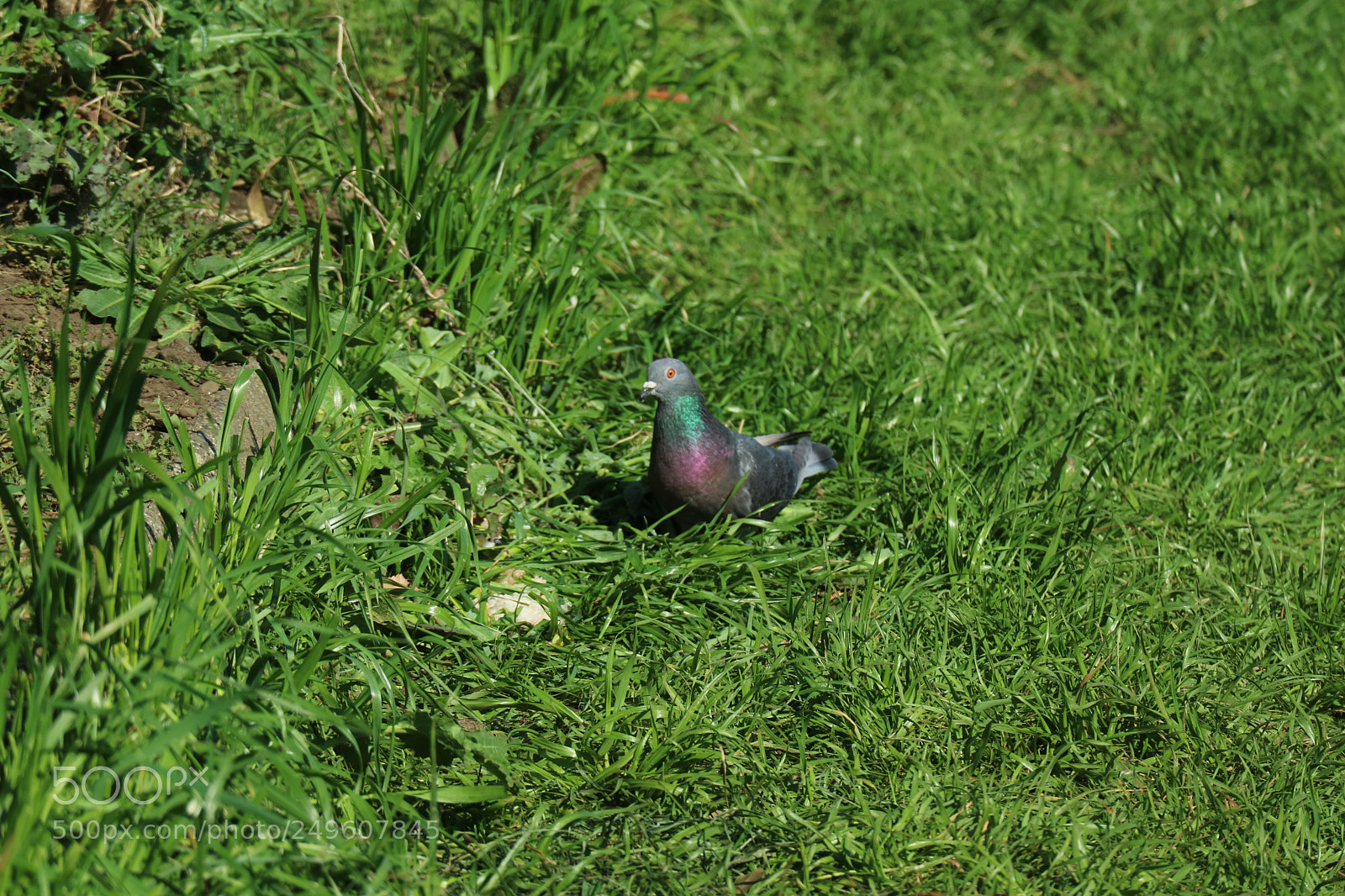 Canon EOS M3 sample photo. Caught in green grass photography