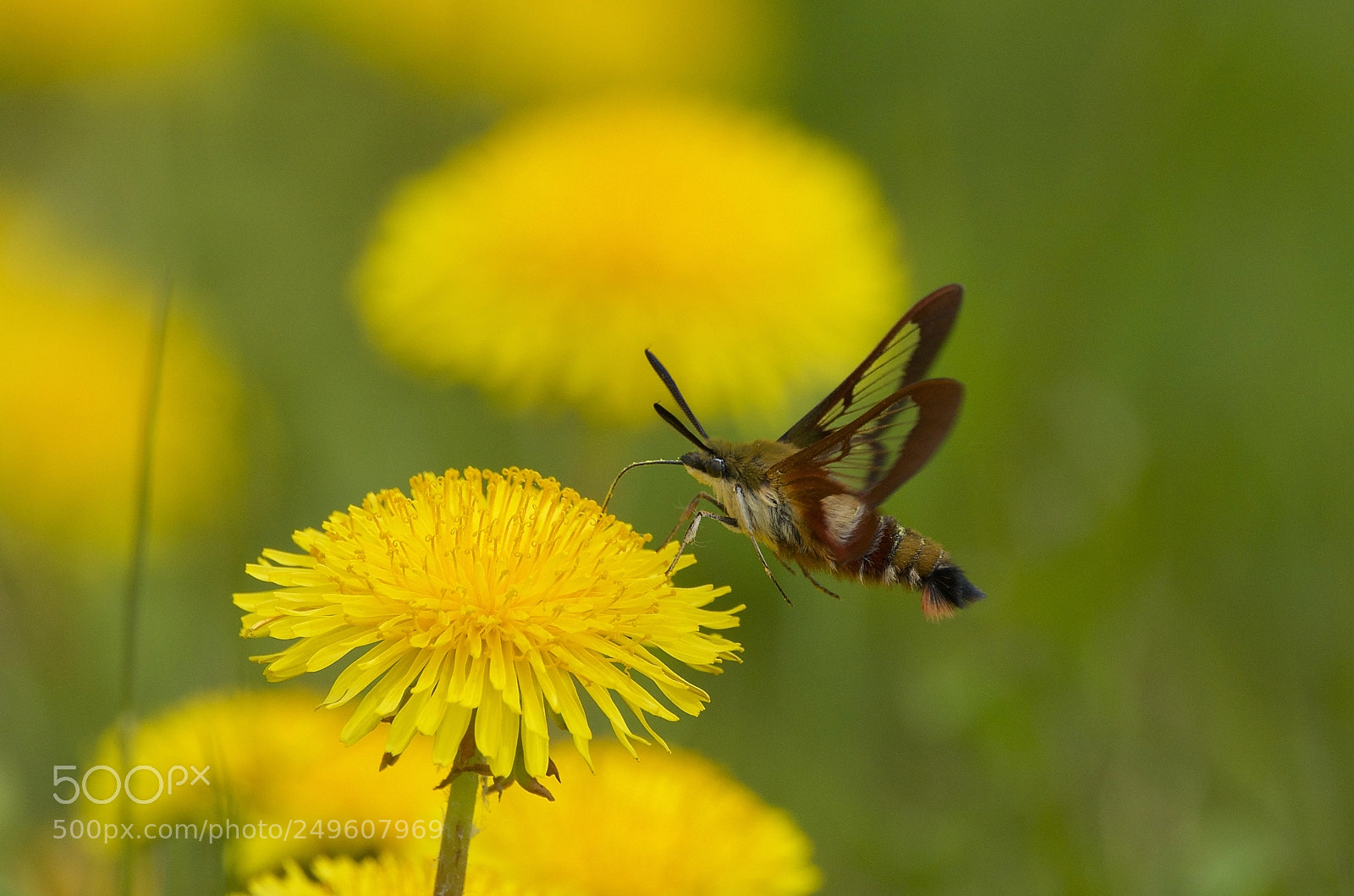 Nikon D7000 sample photo. Hummingbird moth photography