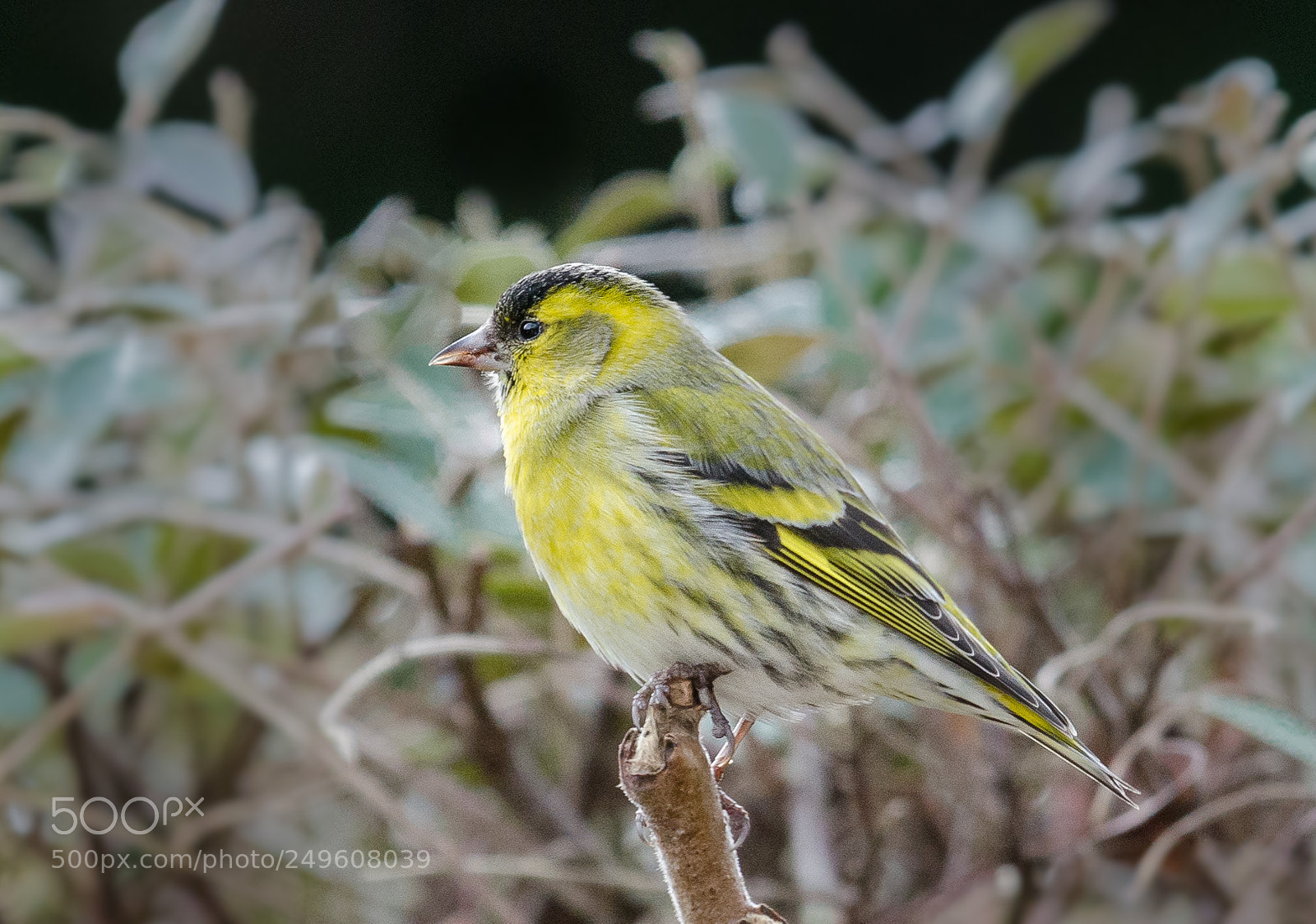Nikon D7000 sample photo. Eurasian siskin photography