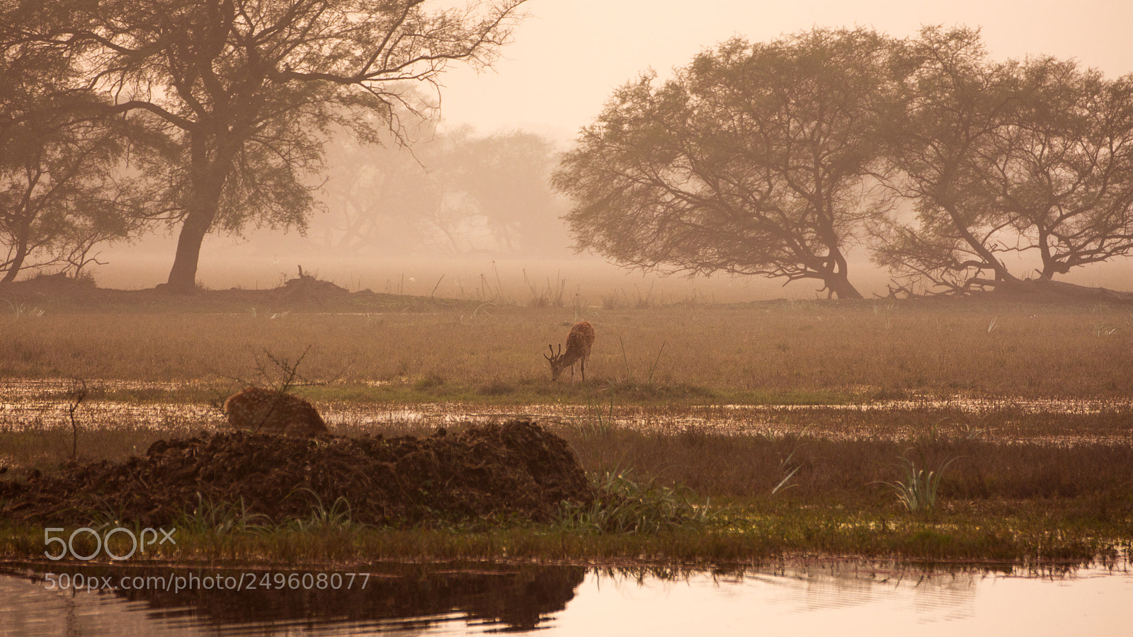 Nikon D7200 sample photo. Deer in morning mist photography
