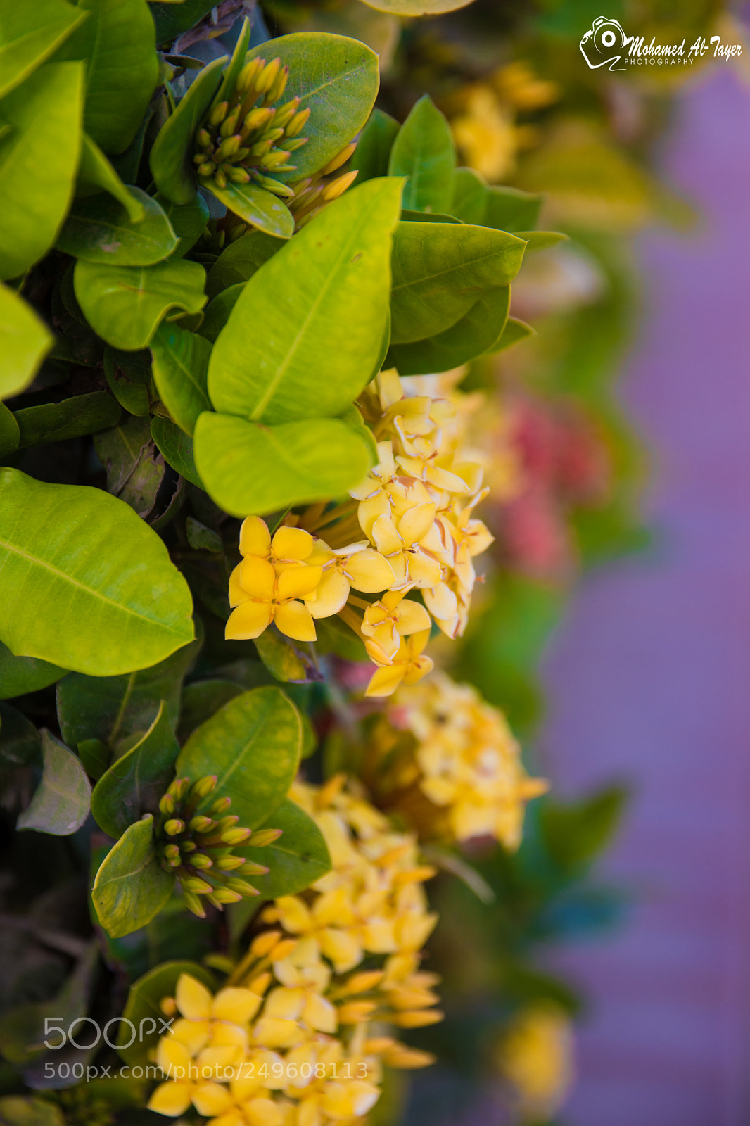 Nikon D7200 sample photo. Untitled photography