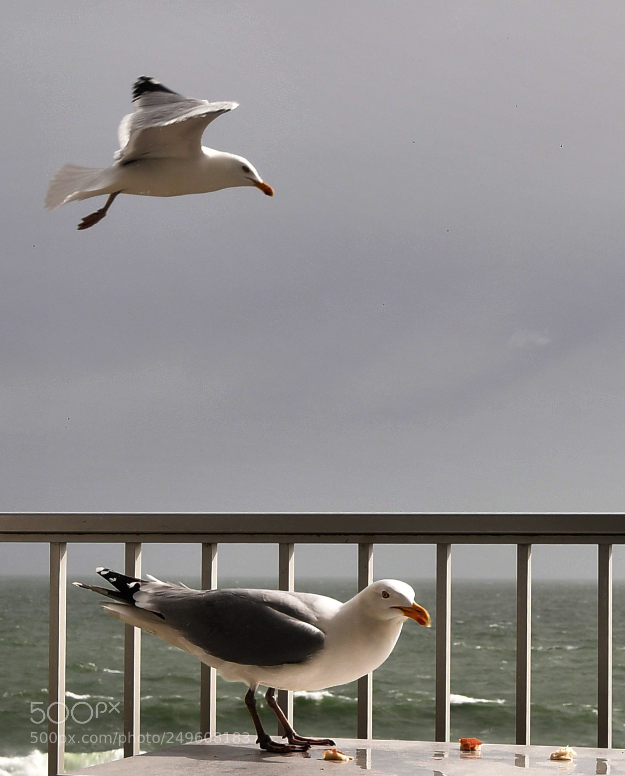 Nikon D7500 sample photo. Au del des barreaux photography